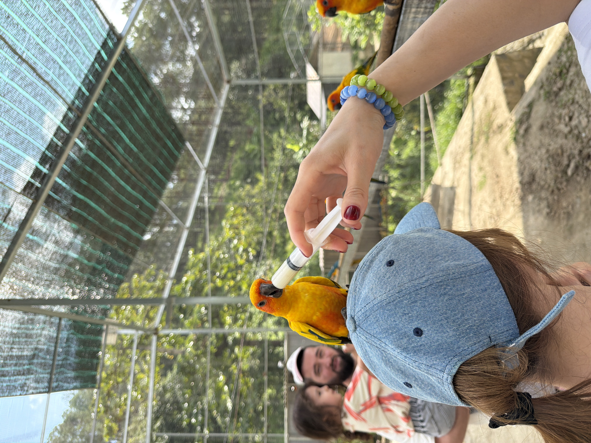 In Định An, Vietnam, a Sun Conure parrot with bright orange and yellow plumage is perched on the head of a person wearing a light blue denim baseball cap. The parrot is being fed liquid from a syringe held by a person's hand, which is adorned with two bracelets, one blue and one green. In the background, another Sun Conure parrot is visible on a perch. Behind them, a man with a beard and a white cap is holding a young child, who is looking at the parrot. The scene takes place in an outdoor aviary or sanctuary, indicated by the wire mesh enclosure and lush green trees visible through the netting overhead. The ground appears to be a paved pathway with some dirt and vegetation.