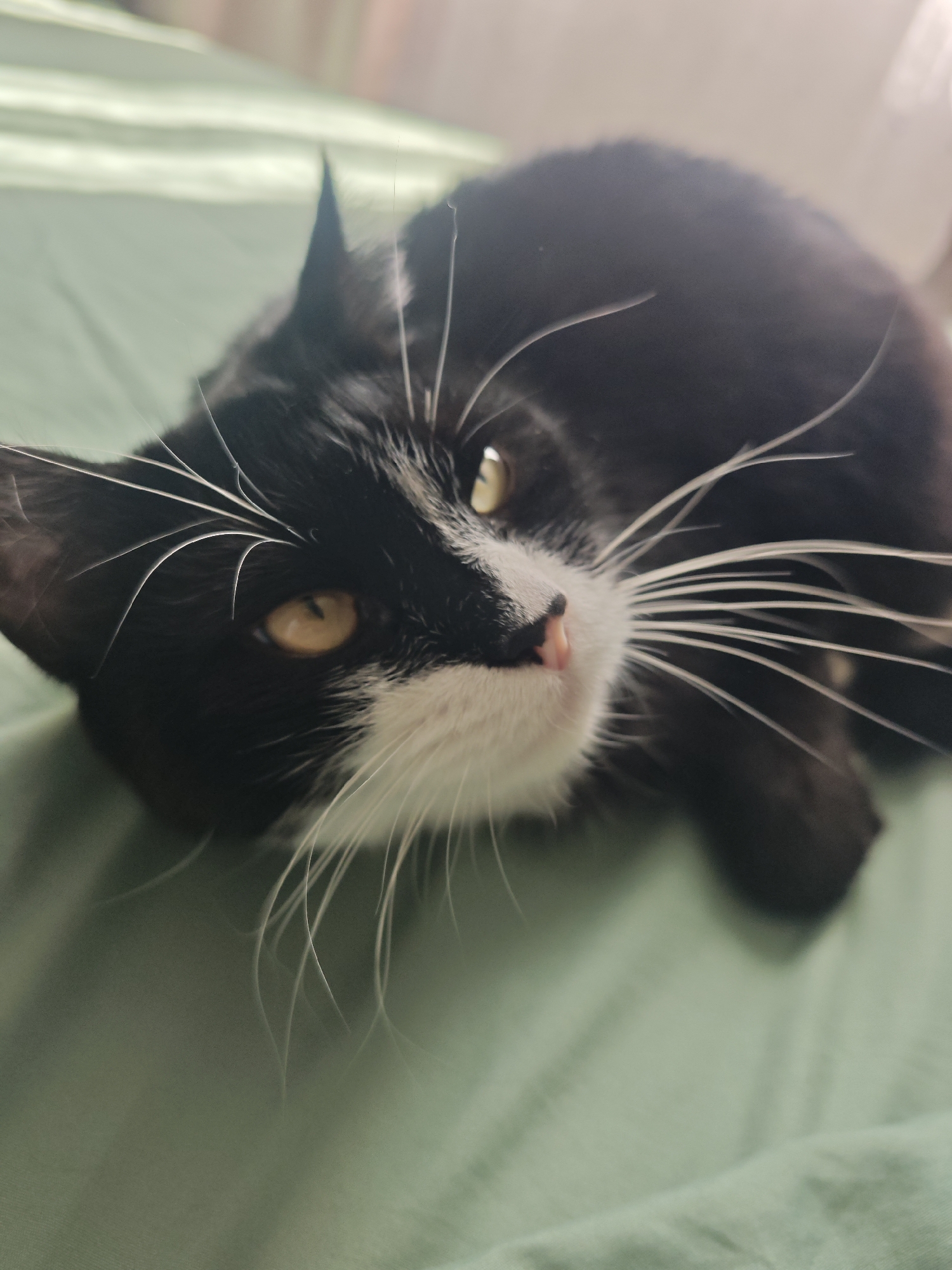 This is a close-up, eye-level, medium shot of a black and white cat lying on a light green surface, possibly a bed or sofa. The cat is positioned on its left side, facing towards the right of the frame with its head tilted upwards. Its fur is predominantly black, with a white chest, muzzle, and chin. The cat has bright, amber-colored eyes, a small pink nose, and long, white whiskers that fan out widely. The background is blurred, showing hints of soft lighting and possibly a curtain or wall. The overall mood of the image is calm and relaxed, capturing a moment of repose for the feline. The lighting suggests it could be daytime, but the exact time and weather are not discernible. The location is unknown, but specified as Russia. There is no visible text in the image.