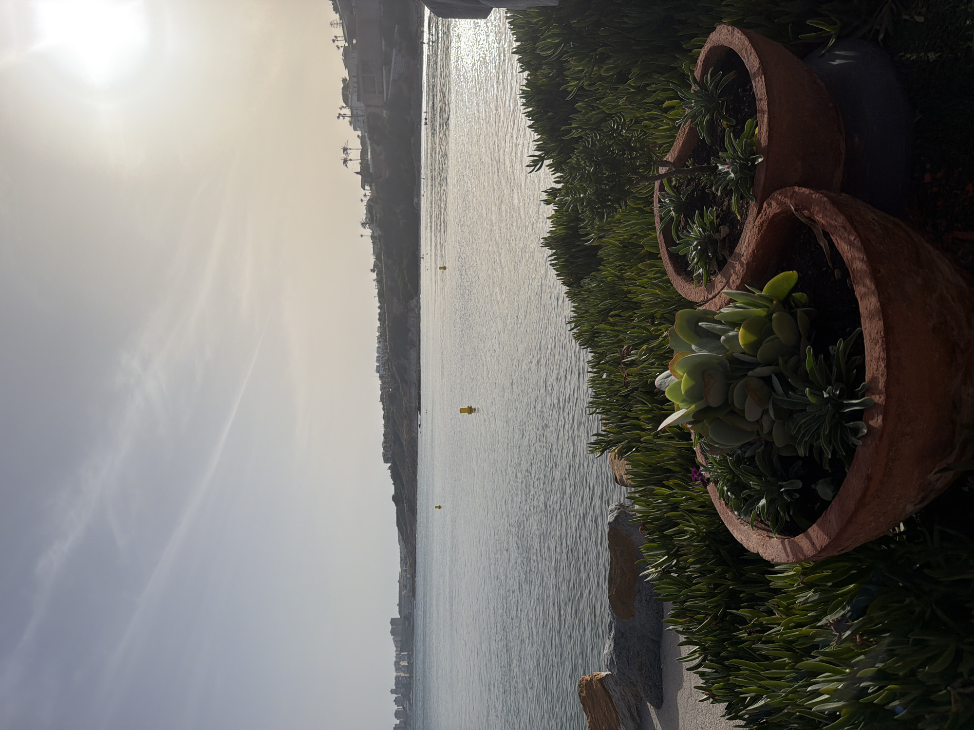 The image shows a close-up of potted plants with terracotta pots positioned along a waterfront. The plants are succulents with thick, green leaves. In the background, a body of water stretches out, with a distant shoreline featuring buildings and trees. Two yellow buoys are visible in the water. The sun is shining, creating a bright, hazy sky with some wispy clouds. The overall impression is one of a sunny day at a coastal location, possibly a promenade or garden overlooking the sea. The orientation of the image is vertical, with the sky at the top and the water extending downwards. The focus is on the plants in the foreground, with the waterfront serving as a backdrop. There is no visible text in the image. The time of day appears to be morning or late afternoon, given the angle of the sun and the soft lighting. The weather seems to be clear and warm.