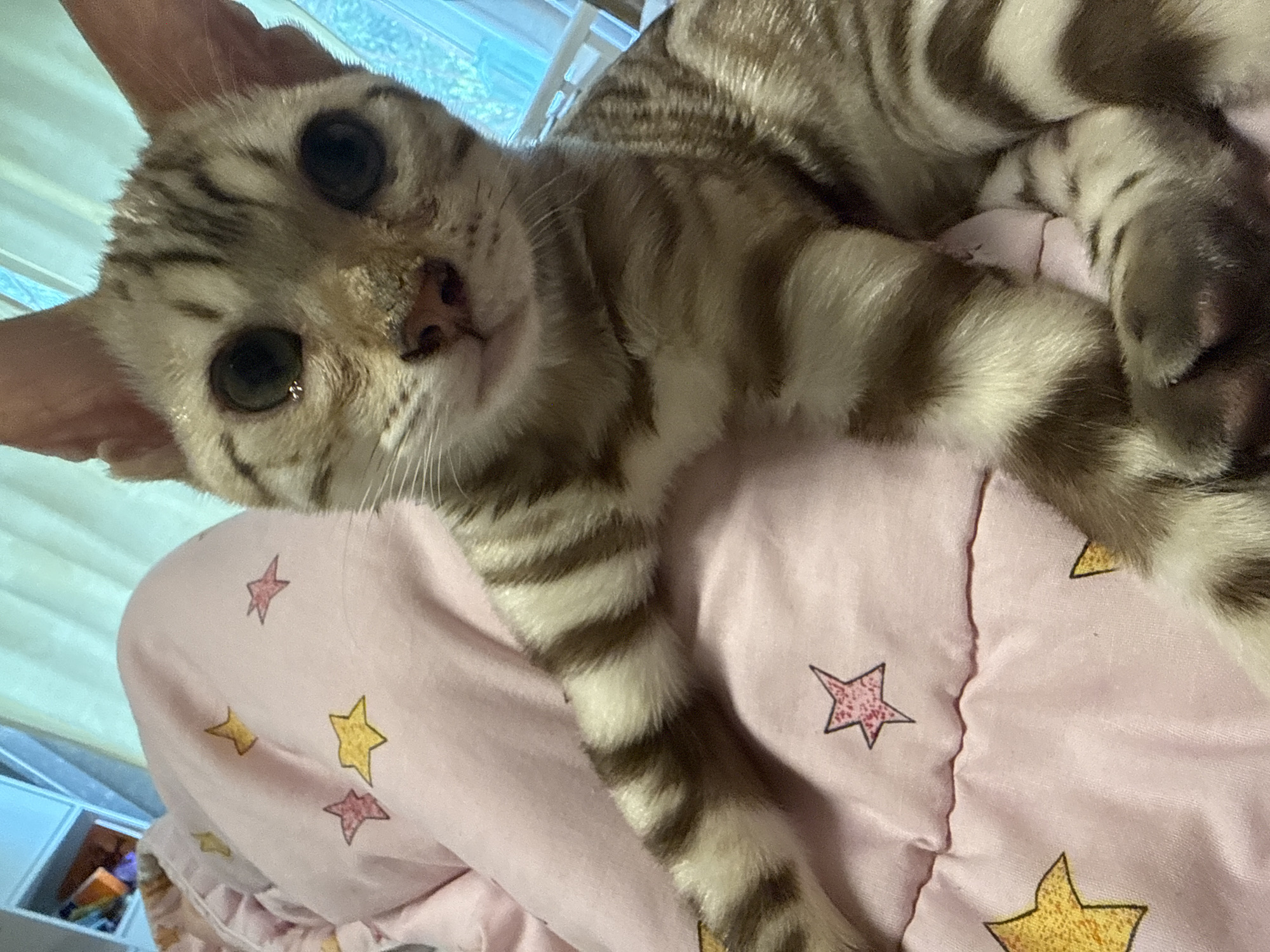 A close-up, eye-level shot features a young tabby cat with distinctive brown and white stripes. The cat's gaze is directed at the viewer, with large, dark eyes. Its ears are pointed upwards. The cat is lying on a pink blanket adorned with scattered yellow and pink star patterns. The background is blurred but appears to be an indoor setting with a window and a light-colored curtain. No specific location in Izhevsk, Russia, can be identified from the image.