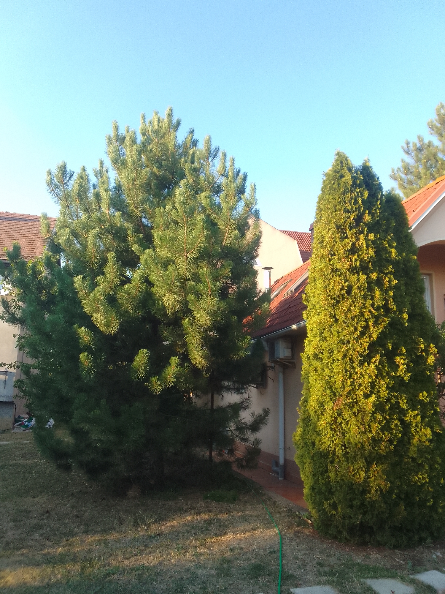 In Mynai, Ukraine, a sunny day is captured in a residential setting. The foreground features a lawn with patchy grass, leading towards two prominent evergreen trees. To the left, a large pine tree with a broad canopy dominates the scene. To its right, a tall, conical cypress tree glows with golden light. Behind the trees, the corner of a modern house is visible, featuring a reddish-brown tiled roof and beige walls. A green hose snakes across the grass, suggesting recent watering. The clear blue sky above indicates fair weather.