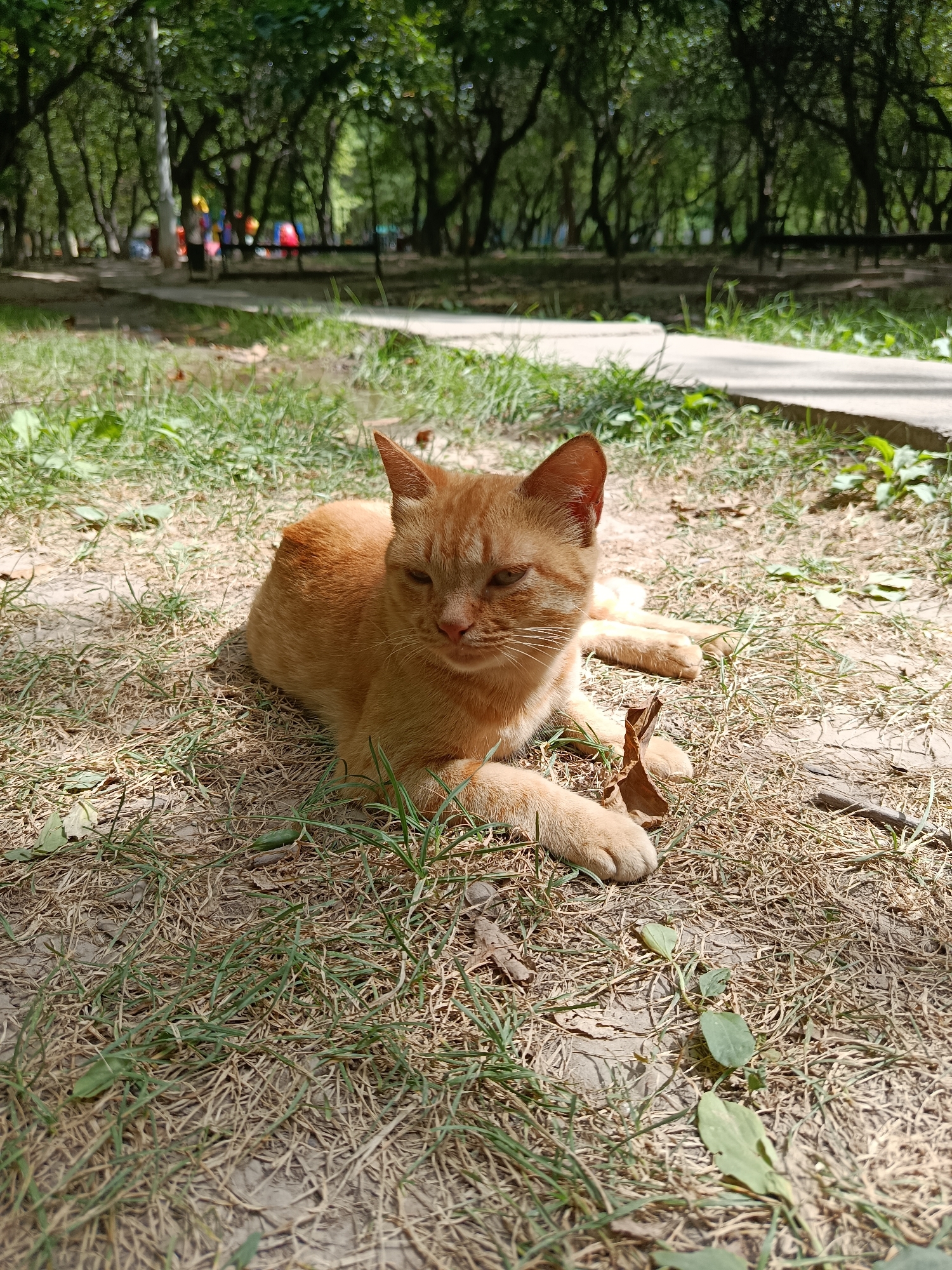 An orange cat is lying on the ground in a park. The cat is facing to the left and appears to be resting. The ground is covered with dry grass and some scattered leaves. In the background, there are trees with lush green foliage, suggesting a warm season. A concrete path is visible to the right of the cat. Further in the background, there are hints of children's play equipment and park benches, indicating a public recreational area. The scene is bathed in sunlight, casting shadows on the ground. The image appears to have been taken in an outdoor setting within Bishkek City, Kyrgyzstan, likely in a park or green space.