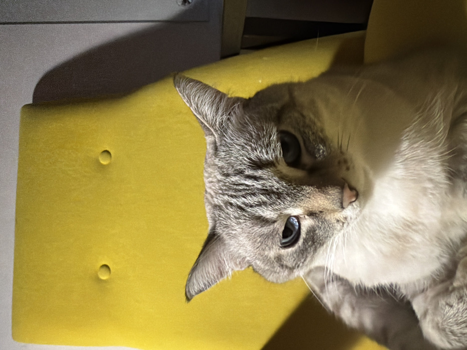 The image displays a close-up, high-angle shot of a domestic cat resting on a bright yellow upholstered surface, likely a chair or cushion. The image is rotated, with the cat's head oriented towards the right side of the frame and the yellow surface occupying the left and central portions.
The cat is a Lynz Point Siamese or similar breed, characterized by its light-colored fur, which is predominantly white or cream on its chest and chin, transitioning to light gray with darker tabby-like stripes and markings on its head and ears. Its prominent features include striking blue eyes and a small, delicate pink nose. Several whiskers are visible extending from its muzzle. The cat's head is slightly tilted, and its gaze is directed towards the viewer, with a calm and serene expression. Only the cat's head, neck, and a portion of its chest and front leg are visible in the frame.
The yellow surface beneath the cat is a vivid, mustard-like yellow and appears to be made of a soft, possibly velvety or suede-like fabric. In the upper left quadrant of the image, two circular indentations are visible on the yellow surface, suggesting it might be a tufted cushion or part of an upholstered furniture piece with decorative buttons.
The background behind the yellow surface is dark and shadowed, providing a contrast to the bright yellow and the well-lit cat. A soft shadow is cast diagonally across the yellow surface, extending from the top towards the bottom right, adding depth to the scene. The lighting appears to be internal, possibly artificial or indirect natural light, highlighting the cat's features while leaving the background in relative dimness. There is no visible text in the image.