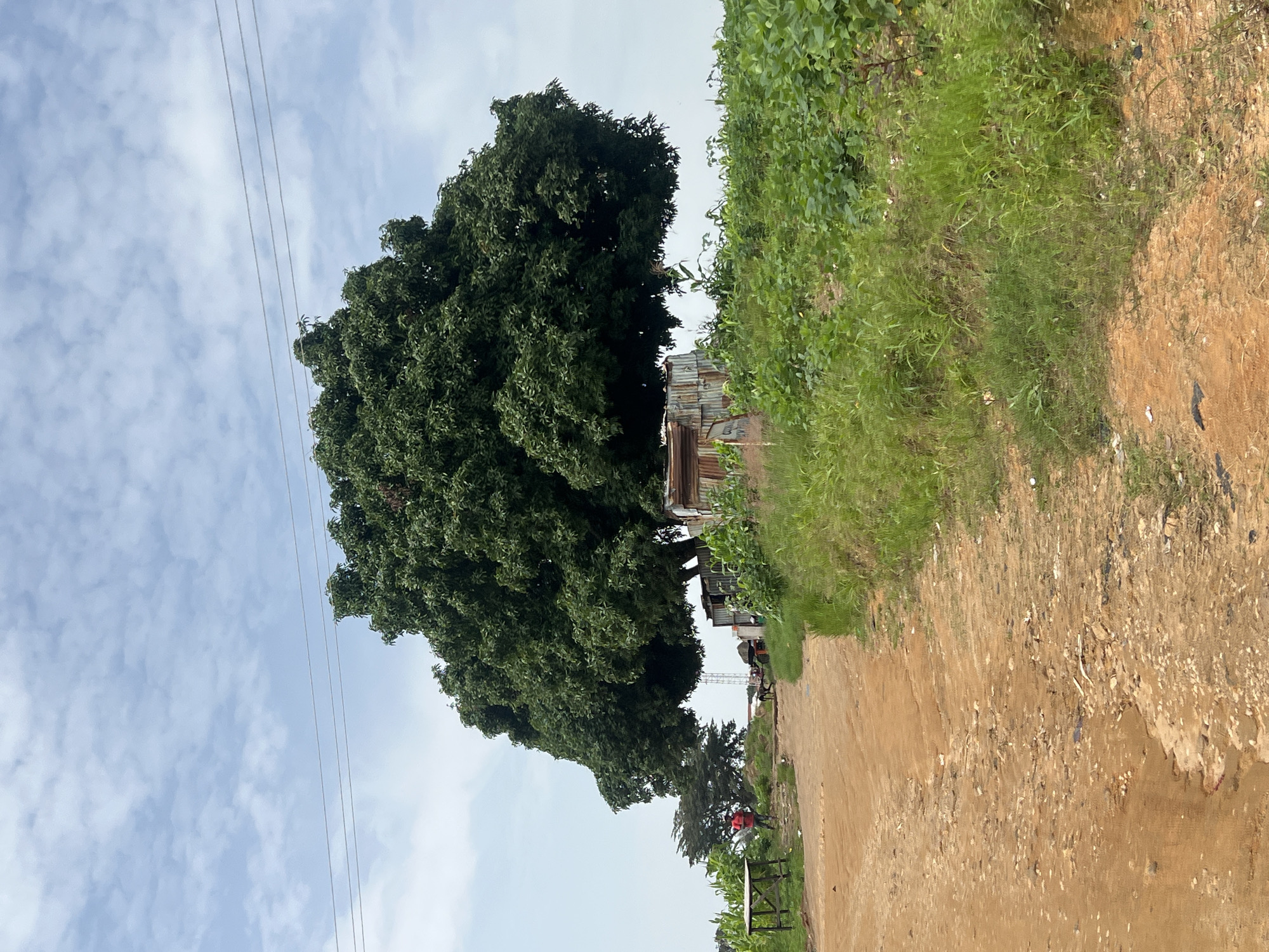 A wide-angle, eye-level shot captures a scene in Jos, Nigeria, featuring a large, lush green tree dominating the center of the frame. The tree's branches spread wide, casting a partial shadow on the corrugated metal structure situated beneath it. To the left of the tree, a dirt road curves away, its surface uneven and scattered with small stones and debris. A wooden table with a rough finish stands near the road's edge, with a person in a red shirt and dark pants visible in the distance, walking away from the camera. To the right of the road, a dense field of green plants, possibly crops, stretches towards the horizon. The sky above is a pale blue, streaked with scattered white clouds. Power lines are visible against the sky, running horizontally above the tree. The environment appears rural, with a natural, undeveloped feel.