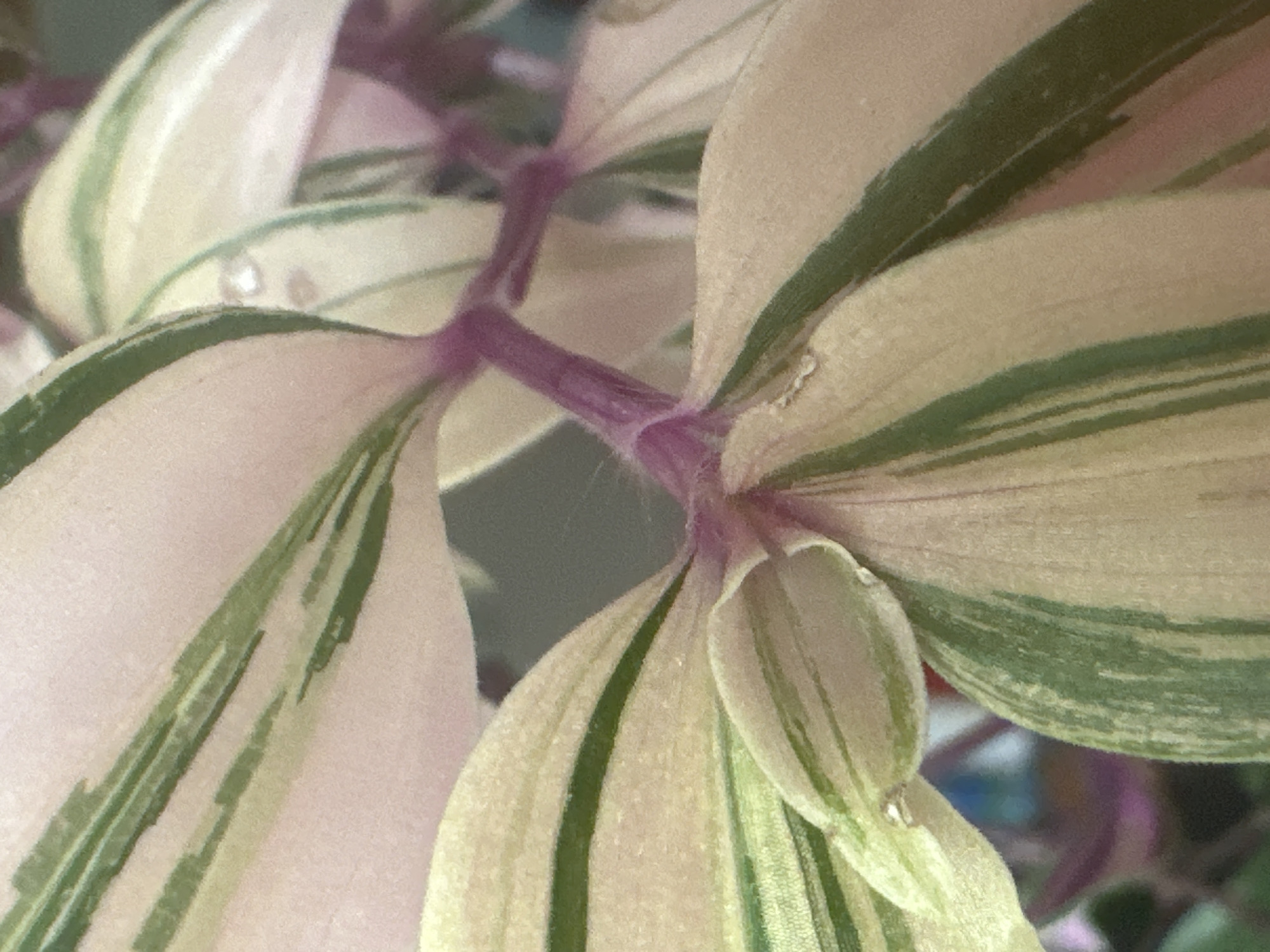 A close-up, overhead shot of a variegated plant shows pinkish-white leaves with prominent green stripes. The plant's stems are a deep reddish-purple and appear slightly fuzzy. Small water droplets are visible on some of the leaves, and a fine web-like structure is present on one of the stems. The background is blurred and dark, with hints of colorful light and shadow, suggesting an indoor setting. There are no people or animals visible in the image. The image does not contain any information about the city of Maladzyechna, Belarus.