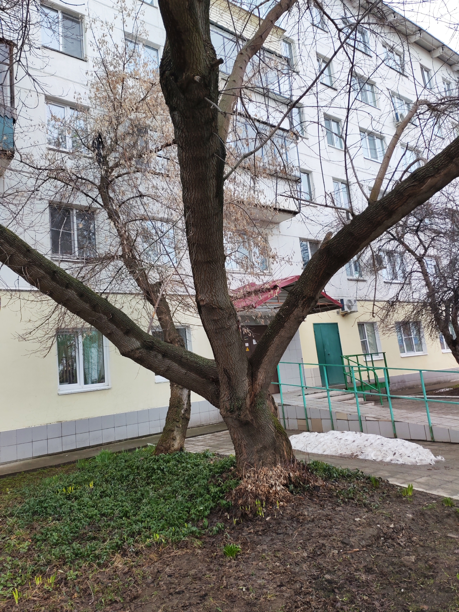 The image depicts an outdoor scene in what appears to be a residential area. A large tree with multiple branches dominates the foreground. The ground surrounding the tree is covered with a combination of green ground cover, dead leaves, and bare soil. Patches of snow are visible near a sidewalk. Behind the tree, there is a light-colored multi-story building with numerous windows. A green door and a ramp with green railings are visible, suggesting an entrance to the building.
Given the prompt information, this scene is located in the city of Chaikovsky, Russia.