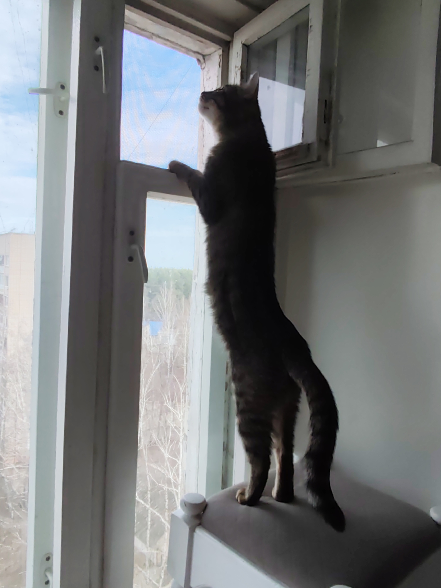 A cat is standing on its hind legs, looking out of a window. The window is open, revealing a view of trees and buildings. The photo was taken in Chaikovsky, Russia.
