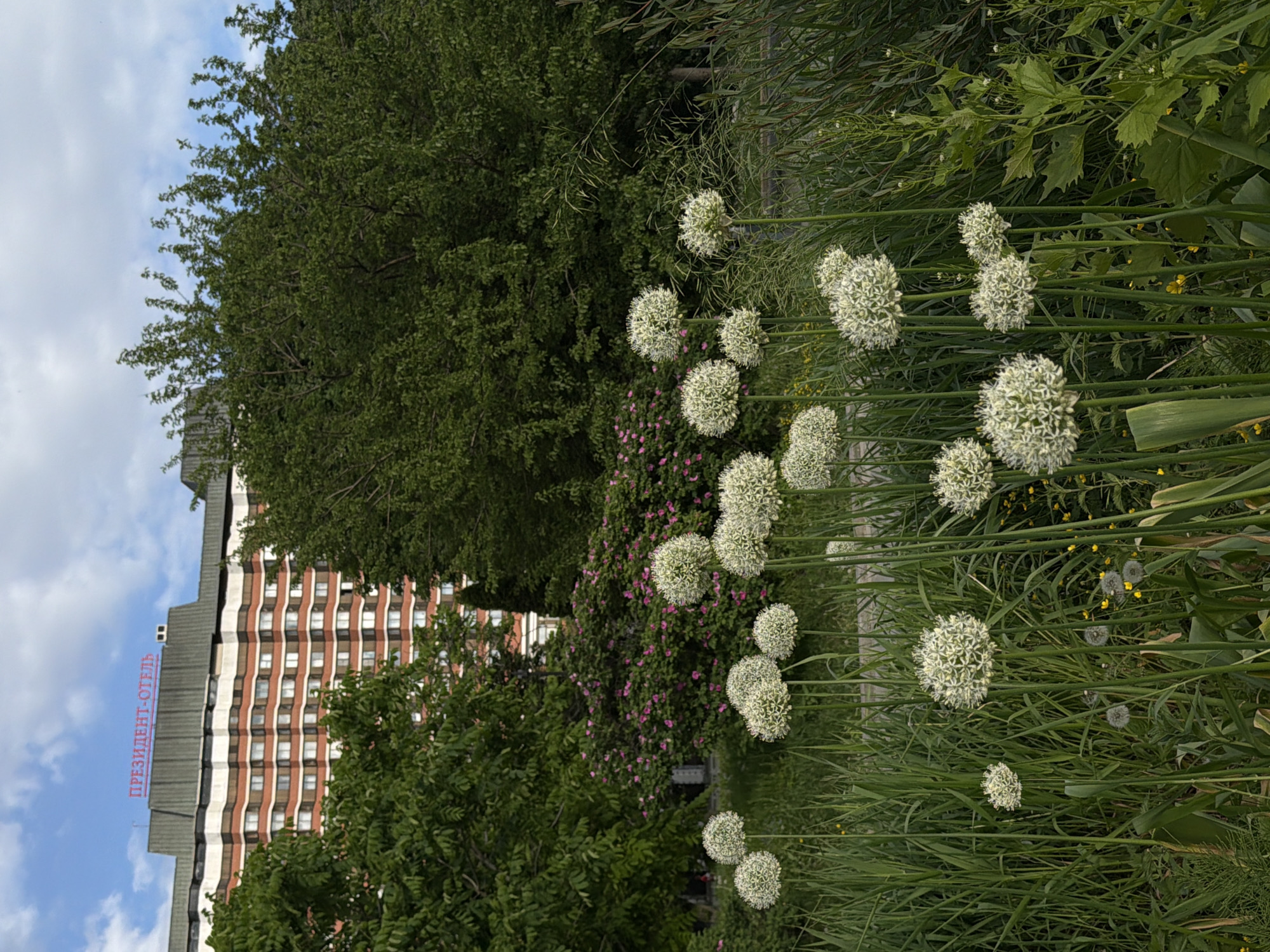 The image shows a scene with a focus on flowering plants with spherical white blooms amidst tall green grass and foliage. In the background, a large building is visible, its façade featuring alternating bands of red and white. The building is identified by a sign written in Cyrillic script, "ПРЕЗИДЕНТ-ОТЕЛЬ" (President-Hotel), which suggests the location is in an Eastern European or Russian-speaking area. The foreground consists primarily of green plants, including the characteristic round flower heads on slender stems. The scene is outdoors, with some indication of blue sky and clouds in the upper left corner.