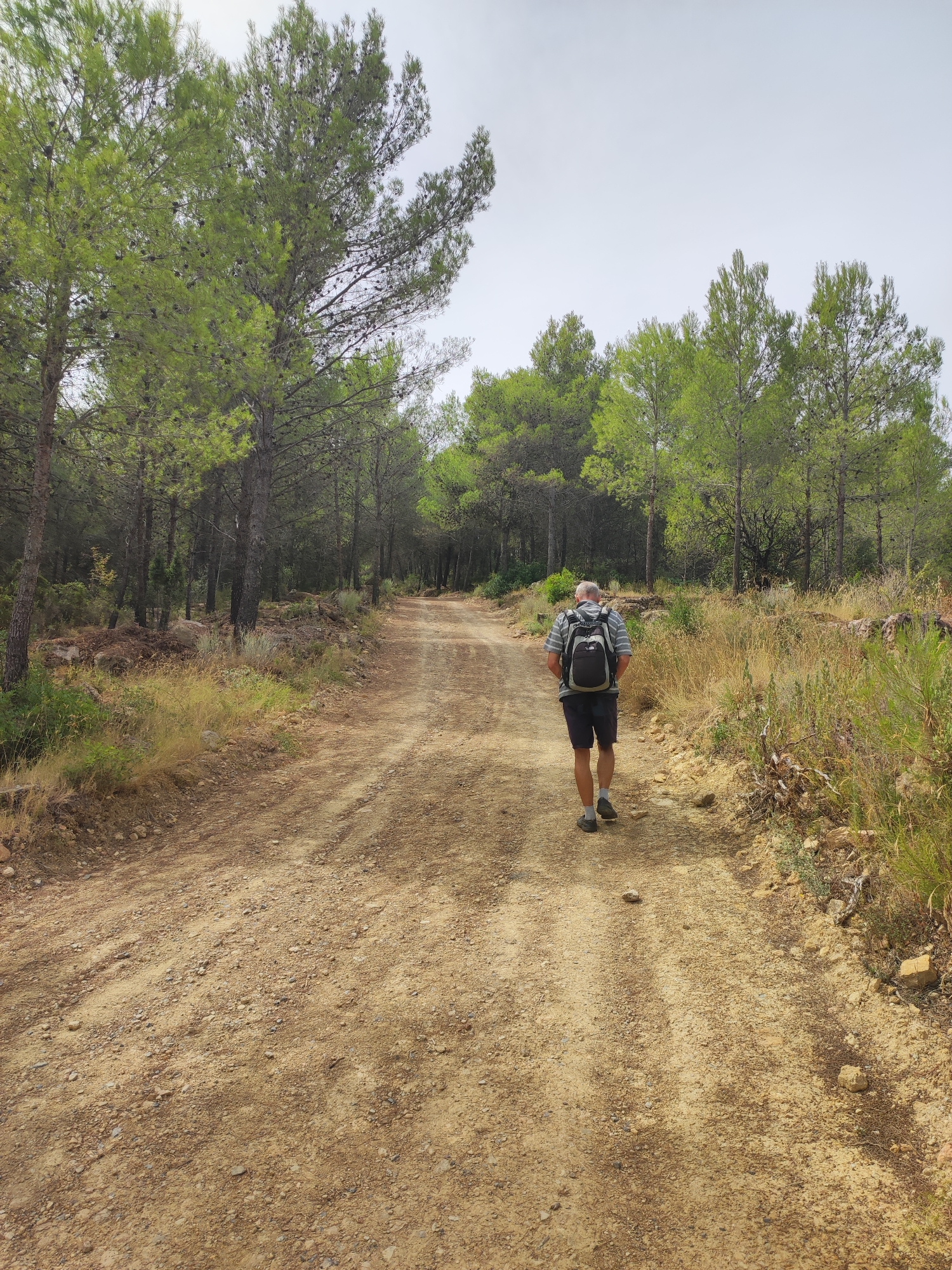 A man wearing a striped shirt, dark shorts, and a backpack is walking away from the camera down a dirt path in a forest. The path is lined with pine trees and dry grass. The sky is overcast. The location is in Suera, Spain.