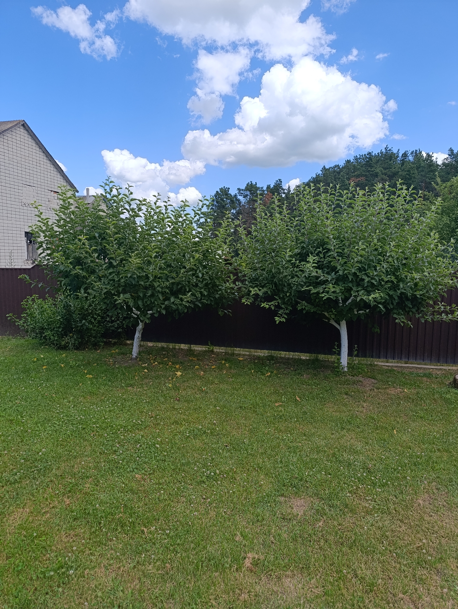 The image shows a backyard in Ladyzhyn, Ukraine, on a sunny day with scattered clouds. A manicured green lawn occupies the foreground. In the middle ground, two young trees with whitewashed trunks stand side-by-side, their dense green foliage reaching upwards. Behind the trees is a dark brown wooden fence. To the left of the trees, a smaller, bushy green shrub is visible, with a portion of a light-colored brick house peeking out from behind it. The background is dominated by a dense line of dark green trees. The sky is a vibrant blue, dotted with fluffy white clouds. The ground around the trees has a scattering of fallen yellow leaves.