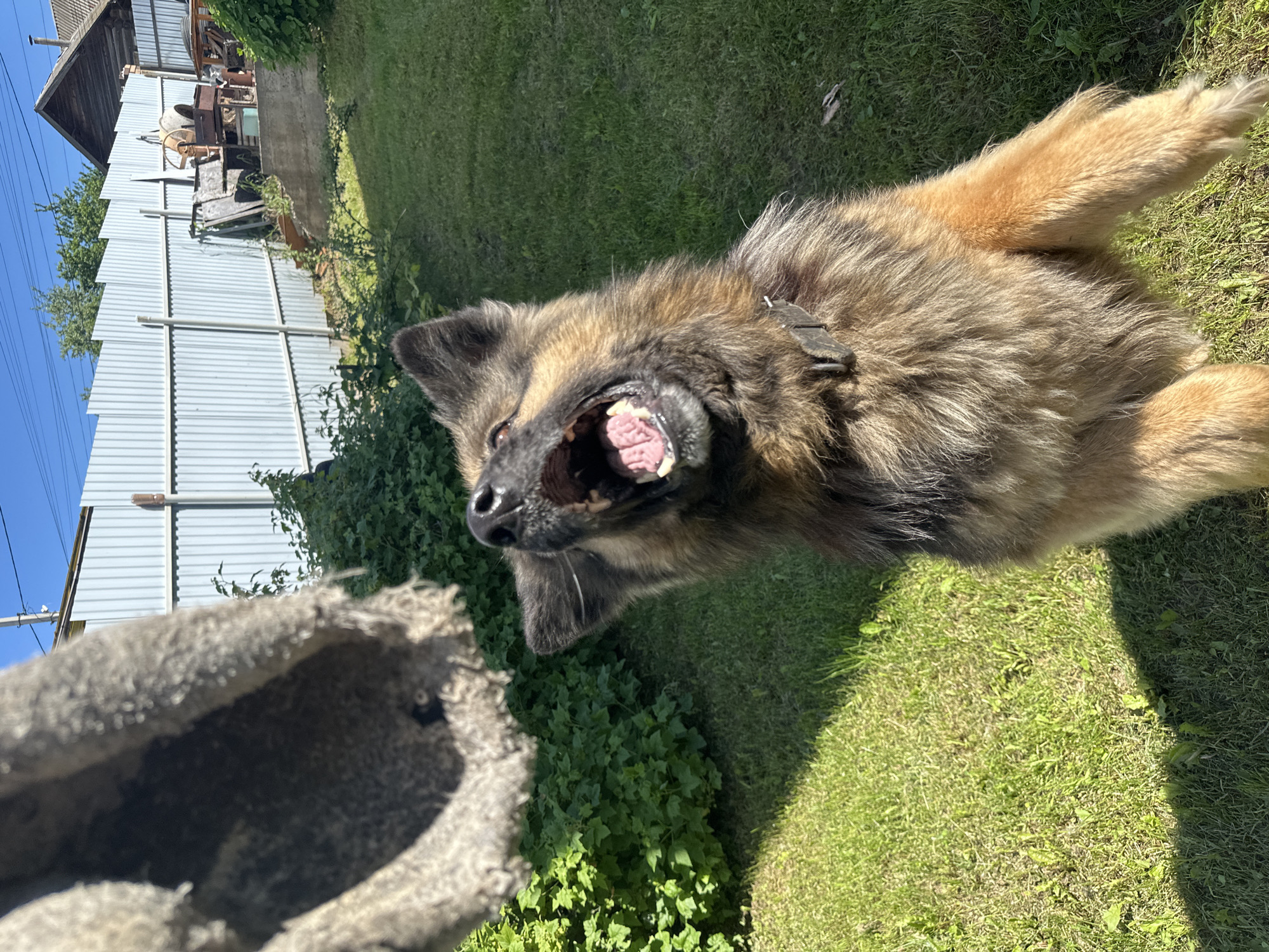 In a backyard in Chaikovsky, Russia, a fluffy, brown German Shepherd mix dog with its mouth wide open and tongue visible is jumping to catch a worn, grey fabric object held in the air. The dog is wearing a black collar. The background shows a green lawn, dense green bushes, a light-colored corrugated metal fence, and a wooden building with a smoking chimney, characteristic of a dacha or rural property. The sky is bright blue, indicating a sunny day.