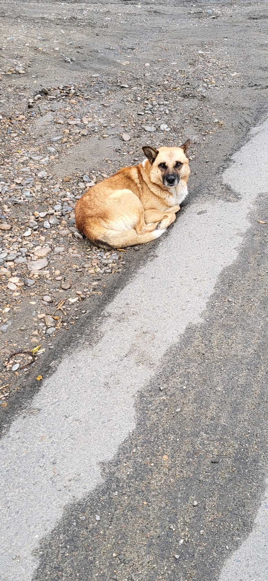A medium-sized, tan-colored dog with black markings on its ears and face lies curled on its side on an asphalt road. The road is wet in places, creating a reflective surface that contrasts with the dry, gravelly shoulder. Small pebbles and twigs are scattered across the gravel. The dog appears to be resting and looking towards the camera. The background is blurred, but suggests a desolate, possibly rural or industrial area, consistent with the outskirts of Oskemen, Kazakhstan. The lighting suggests an overcast day.
