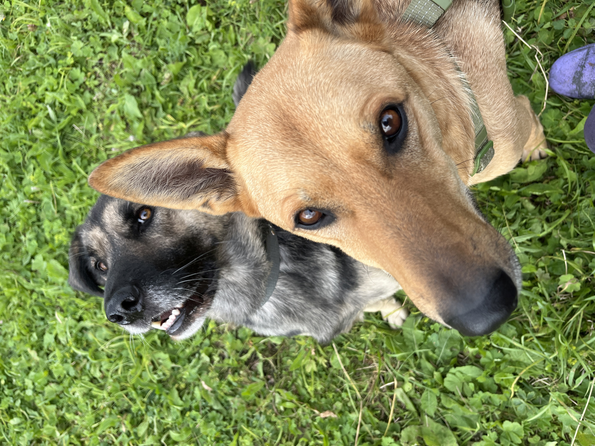 Two dogs are positioned on a patch of green grass. One dog is a German Shepherd mix with a grey and black coat, looking upwards and to the left, with its mouth slightly open. The other dog, a tan-colored dog, is in the foreground, looking directly at the camera with its head tilted. Both dogs appear to be wearing collars. The background consists of lush green grass and foliage. The scene is outdoors, likely in a park or backyard. There are no people visible in the image. The location is not specified to be in the city of Nizhny Tagil, Russia.