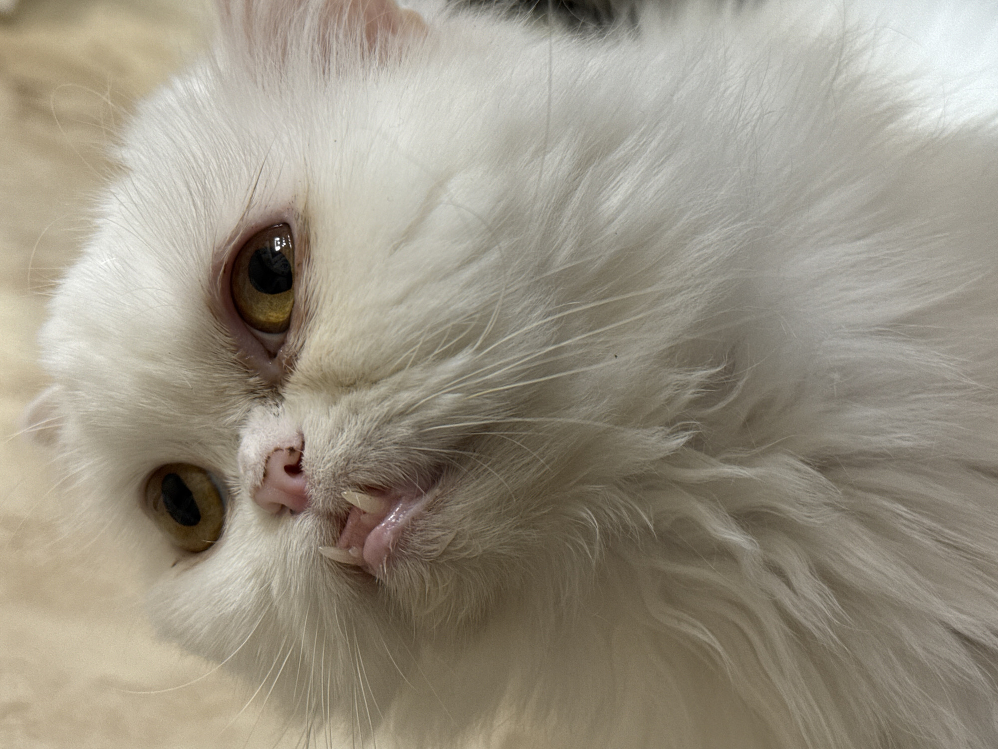 A close-up captures the face of a long-haired, white Persian cat. The cat's amber-colored eyes are visible, along with its pink nose and protruding canine teeth. The background is a neutral beige color. There is no evidence to suggest the location is Burgas, Bulgaria.