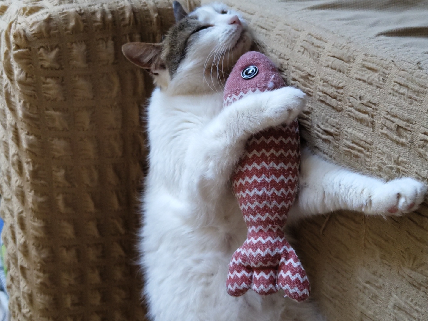 A white and grey cat is lying on its back on a textured, tan-colored couch, holding a stuffed fish toy. The cat's eyes are closed, and its head is tilted back, suggesting a state of contentment or sleep. Its front paws are wrapped around the fish, which is pink with a red chevron pattern and has a silver button eye. The cat's white fur is fluffy, and its grey markings are visible on its ears and the top of its head. The couch has a woven pattern, creating a warm and inviting setting. The lighting suggests it is daytime, possibly indoors, as there are no indications of natural outdoor elements. The overall mood is peaceful and relaxed, highlighting the comfort the cat finds with its toy. There is no visible text in the image.