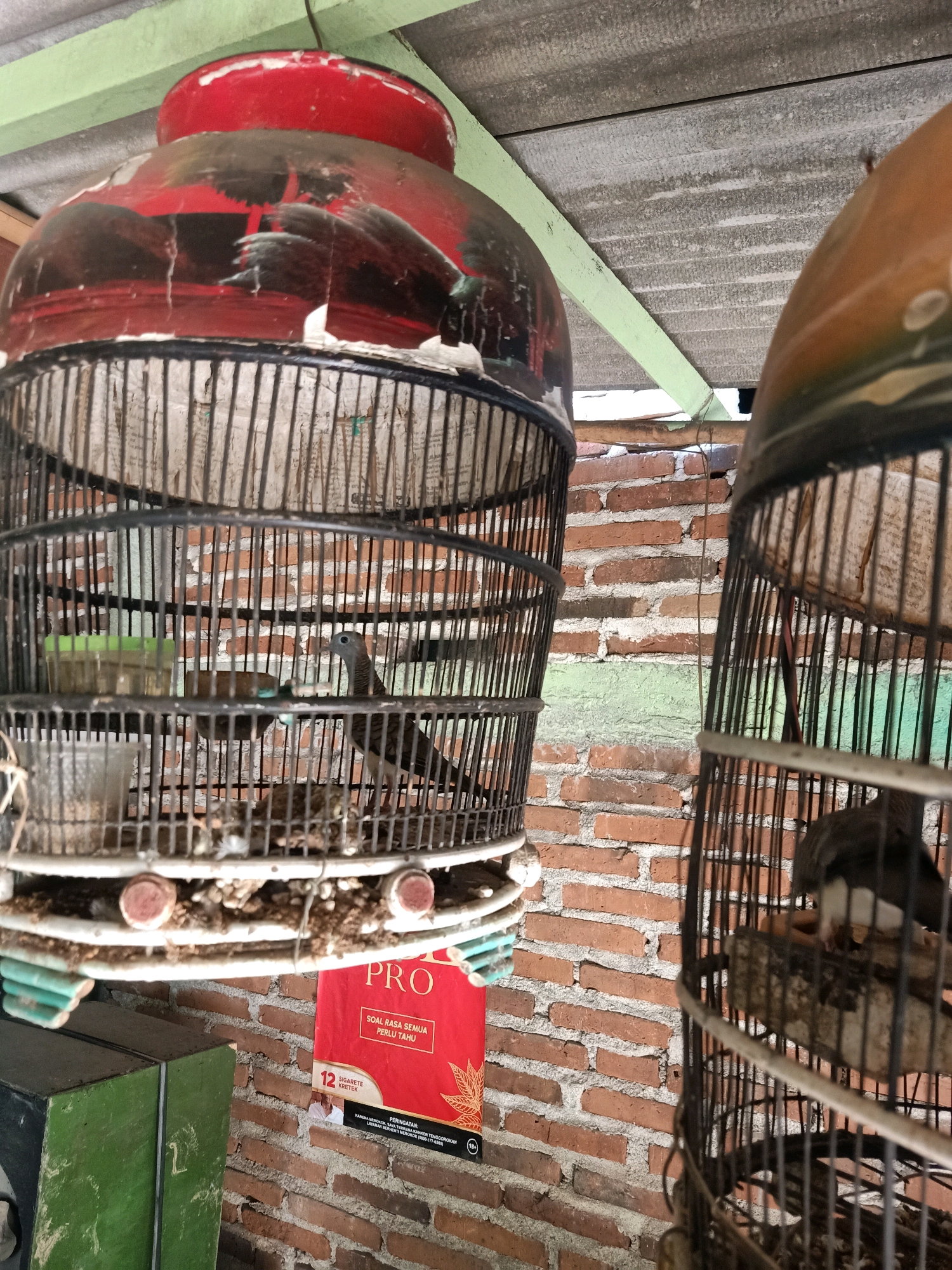 The image captures two bird cages, likely in an outdoor or semi-outdoor setting in Kelutan, Indonesia, given the brick wall and corrugated roof. The cage in the foreground on the left is made of dark metal bars and has a red and black decorative top that appears chipped and worn. Inside this cage, a small bird with grey and brown plumage stands on a perch, facing to the right. There is a green plastic feeder visible. The cage on the right, also made of dark metal bars, is partially obscured and contains another bird with similar markings. A red poster with the word "PRO" in large white letters is attached to the wall behind the left cage, along with text in Indonesian. The background consists of a brick wall with visible mortar, some of which is painted a light green. The roof above is made of corrugated material supported by wooden beams. The overall impression is of a rustic, somewhat weathered environment where birds are kept in cages.