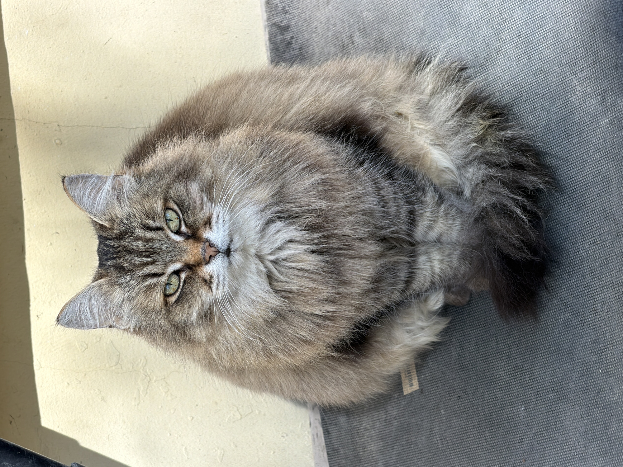 A fluffy, long-haired cat with green eyes and mixed grey, brown, and cream fur, characteristic of a tabby pattern, is depicted in a sunlit setting. The cat is curled up or resting, looking directly upwards with a calm and inquisitive expression. Its fur is dense and appears soft.
The scene is illuminated by strong sunlight, casting shadows on the background elements, indicating daytime. The cat is situated on a dark grey, textured mat or flooring on the right side of the frame, adjacent to a light yellow-beige wall or vertical surface with minor cracks on the left. A small, unreadable fabric tag is visible on the grey textured surface near the cat's hindquarters. The overall impression is one of peaceful rest. The location context provided is Moscow, Russia.
