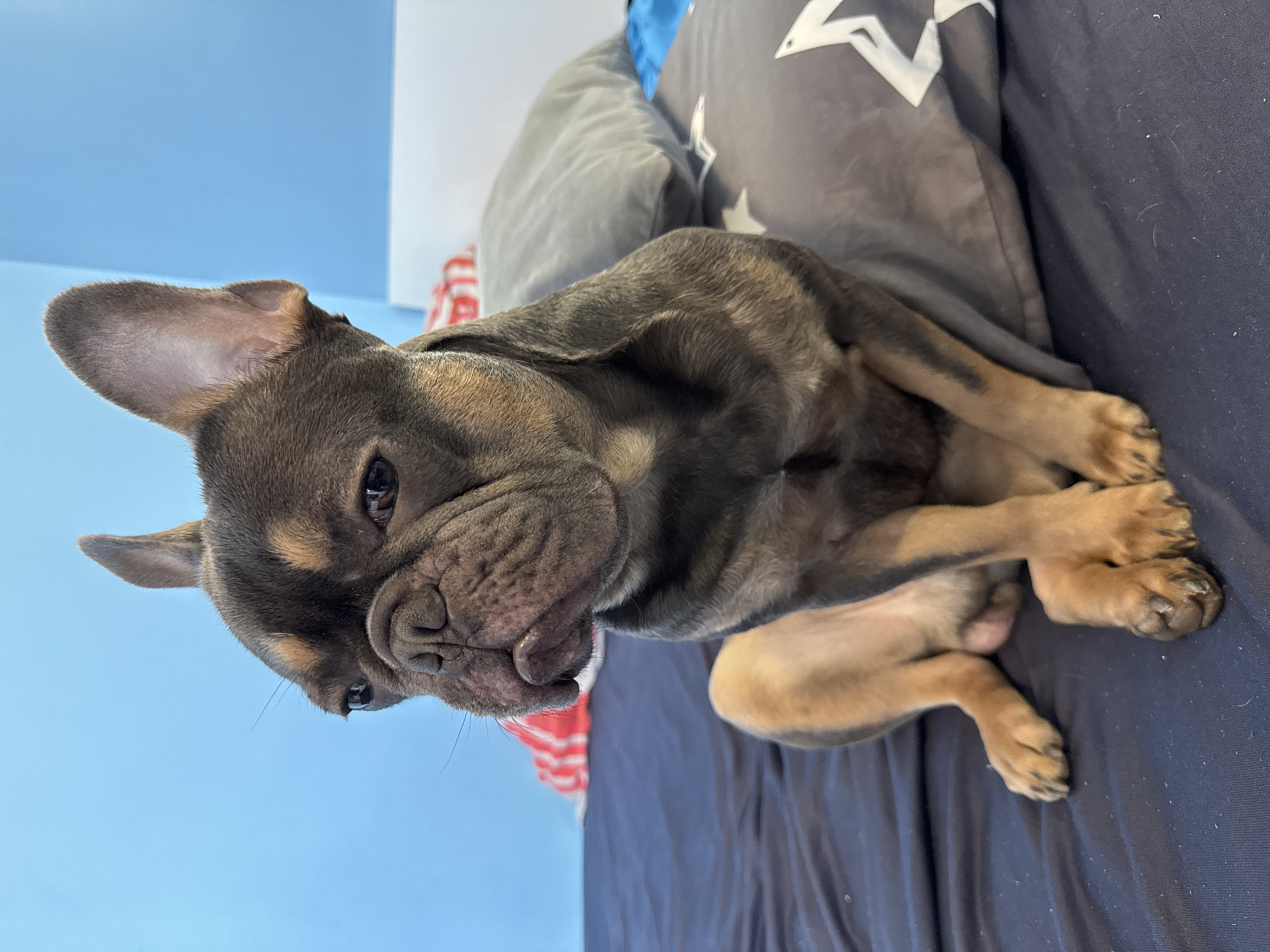 A French Bulldog puppy with a dark, possibly blue or brindle coat and tan markings is depicted in a close-up, portrait-style image. The puppy has distinct tan accents around its eyes, on its muzzle, chest, and paws. Its ears are upright, and its dark eyes are looking towards the viewer with a calm or inquisitive expression. The dog is positioned on a dark blue bedsheet or blanket, with its body slightly contorted, showcasing its wrinkled face typical of the breed.
The setting appears to be indoors, likely a bedroom in Burgas, Bulgaria. Behind the puppy, a grey pillow adorned with white star patterns is visible. To the left of the frame, a light blue wall forms the background. A hint of red and white striped fabric can also be seen further in the background. The lighting suggests an indoor environment, possibly diffused daylight or artificial light. No people are present in the image, and no specific event is taking place other than the puppy resting. There is no visible text. The overall scene conveys a quiet, candid moment of the pet.