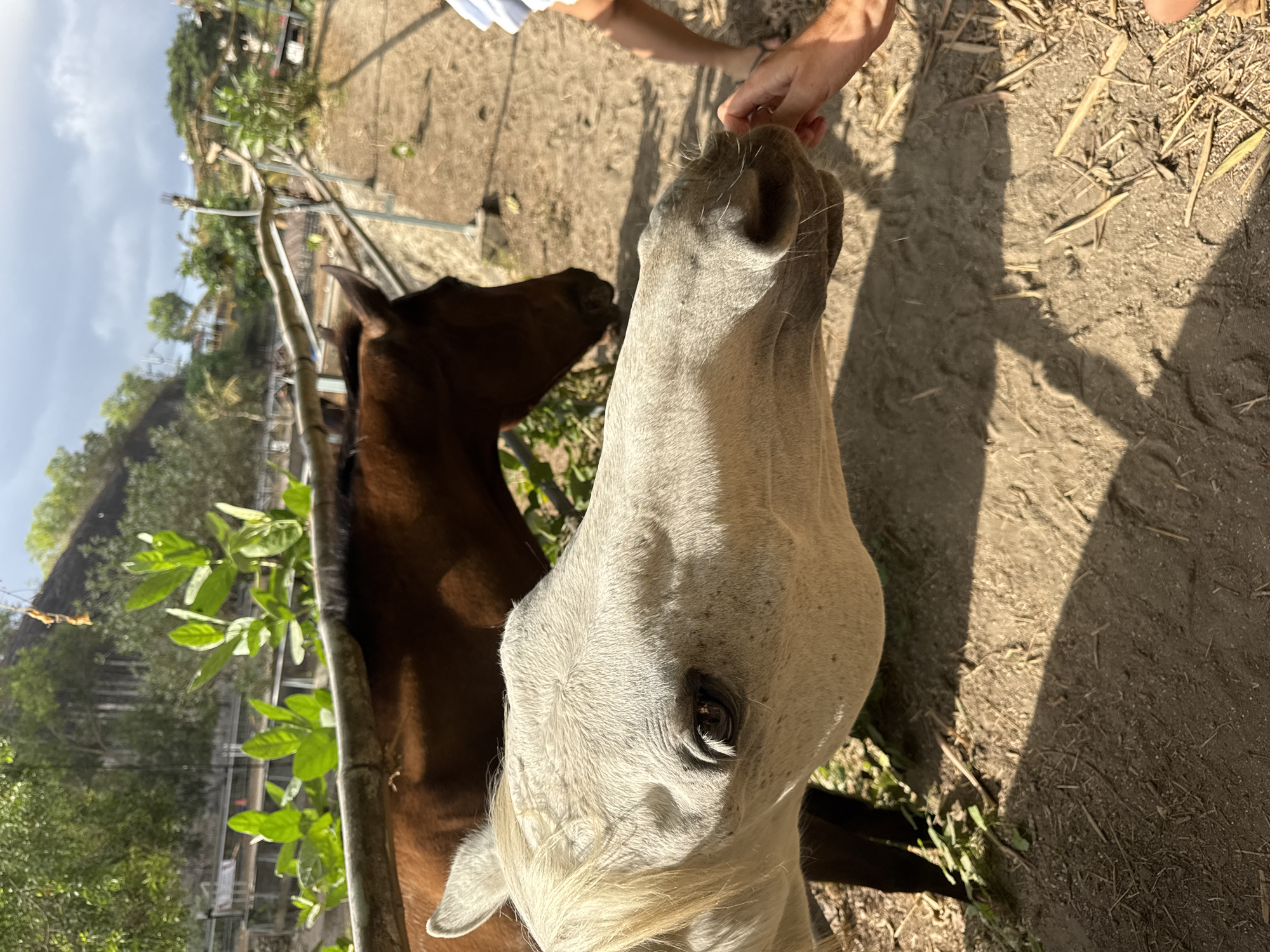 In Kuta Selatan, Indonesia, a close-up shot captures a white horse with light blonde mane reaching its head forward towards a person's hand, presumably offering food. The horse's eye is visible and focused on the hand. Behind the white horse, a darker brown horse is partially visible, its head also facing forward. The scene takes place outdoors, with a dirt ground, vegetation, and a wooden fence in the background. The sky above is partly cloudy.
