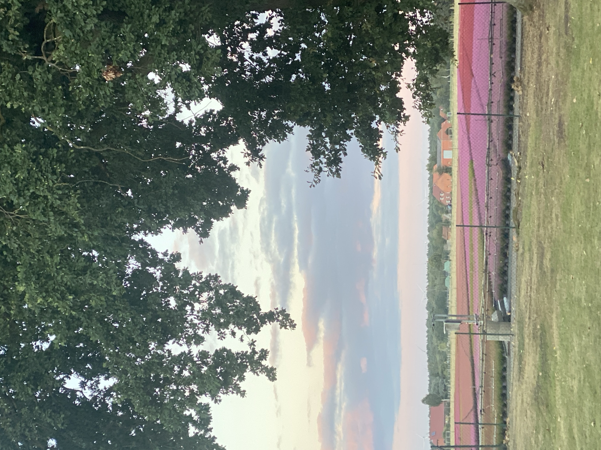 The image depicts a rural landscape, likely in Schwarme, Germany, as evidenced by the presence of agricultural fields and typical German architecture. The foreground features a grassy area and a wire fence. Beyond the fence lies a large field of vibrant pink flowers, possibly tulips or a similar bloom, arranged in neat rows. In the midground, several buildings with red-tiled roofs are visible, along with wind turbines in the distance, suggesting a connection to renewable energy. The sky is a soft blend of pastel colors, with pink and blue hues indicating either sunrise or sunset. Large trees with dense green foliage frame the top and right sides of the image, partially obscuring the sky and the distant view. The overall scene is serene and agricultural, capturing a moment of natural beauty during twilight.