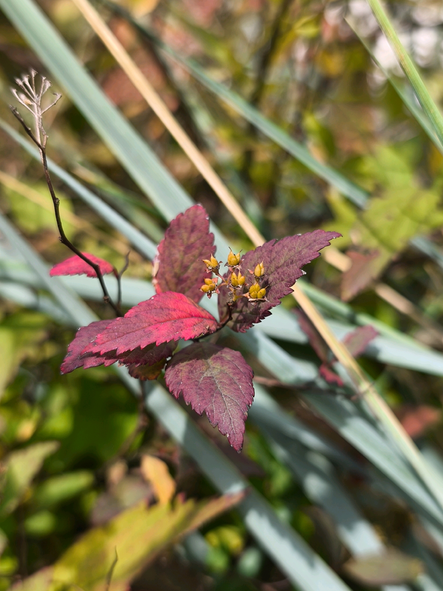 This is a close-up, vertical, eye-level, outdoor photograph of a small plant with vibrantly colored leaves and tiny yellow seed pods. The leaves are a deep burgundy-red with serrated edges and prominent veins. Several small, four-lobed yellow seed pods are clustered on a thin stem at the top of the plant. The background is softly blurred, featuring diagonal lines of pale green and yellow blades of grass or similar vegetation, along with patches of muted green and reddish-brown foliage. The lighting appears to be natural sunlight, creating a bright and slightly diffused effect. The image does not contain any people or any specific landmarks that would indicate its location within the city of Mahilyow, Belarus.