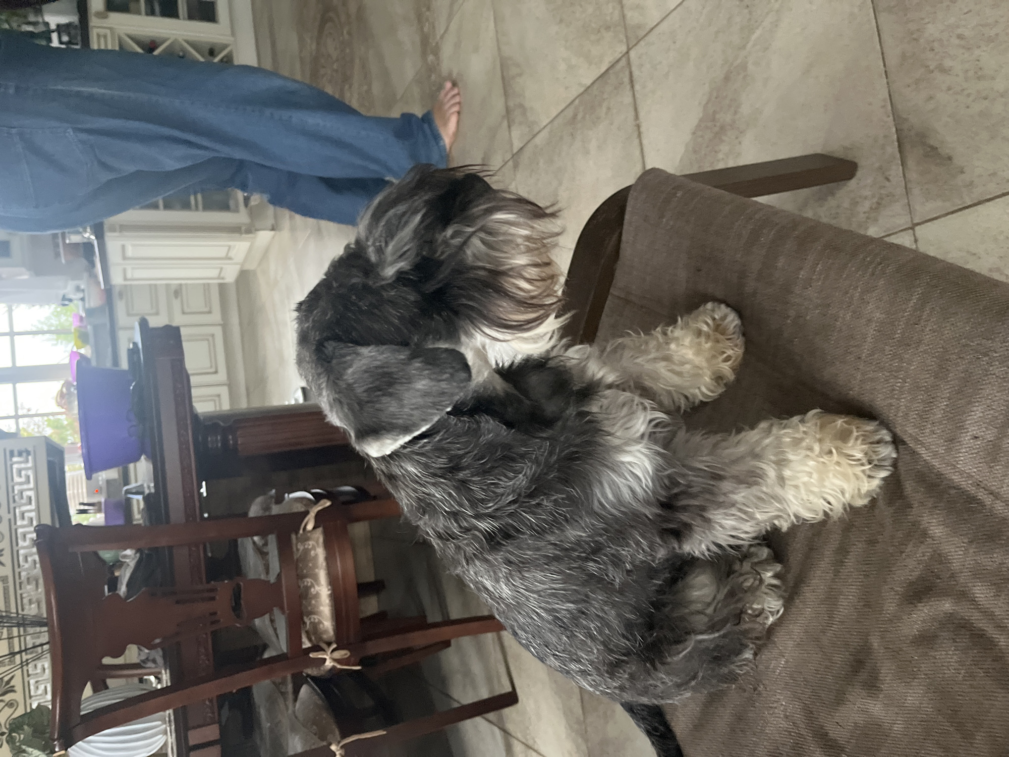 A miniature schnauzer dog with black and grey fur is sitting on a brown upholstered chair in a room. The dog is facing to the right and appears to be looking down. In the background, there is a wooden dining table with chairs, and a kitchen area with white cabinets. A person wearing blue jeans is visible in the background, standing in the kitchen. The floor is tiled. The image does not provide any information about the city of Vladimirovka, Russia.