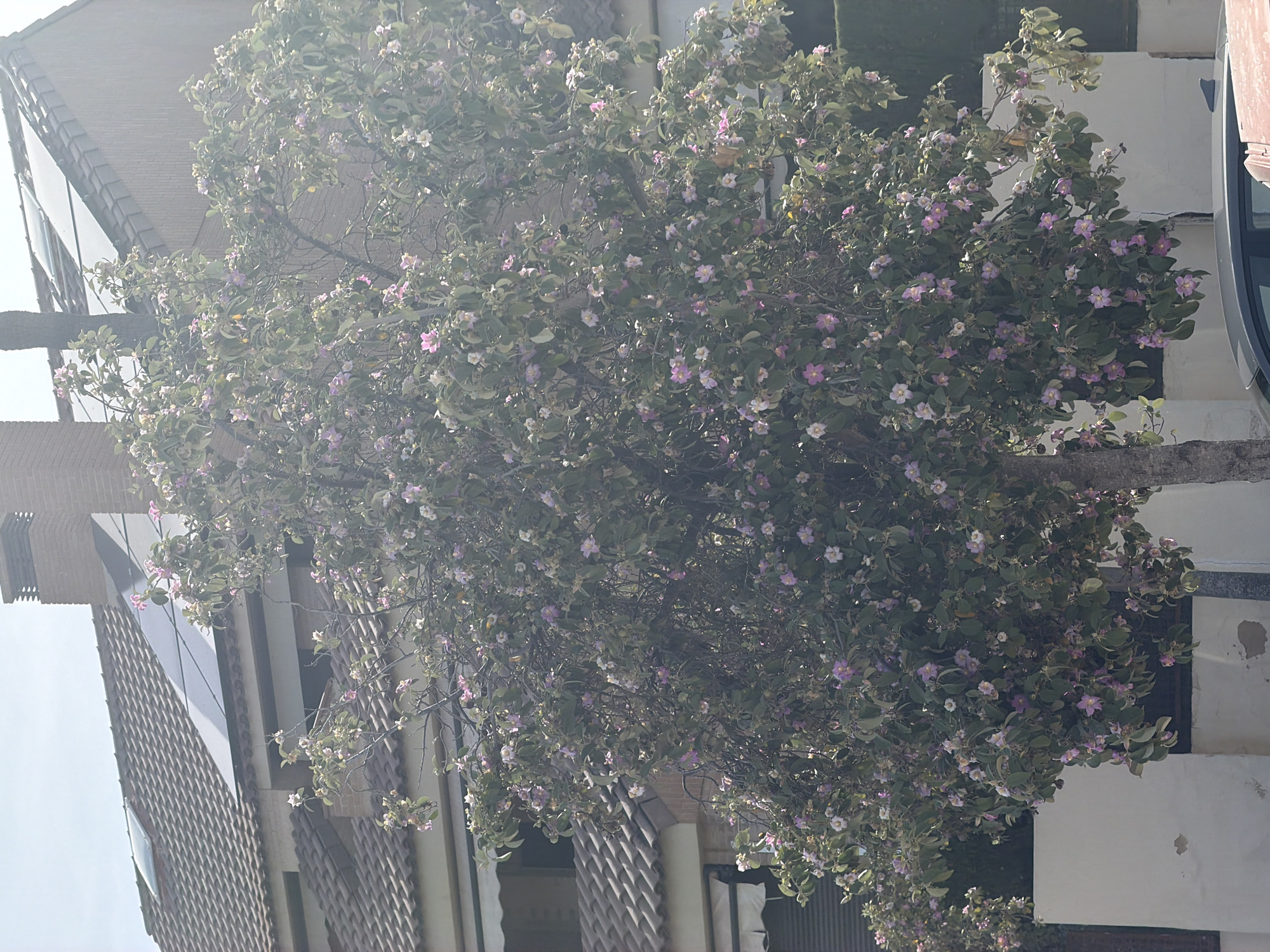 In Alicante, Spain, a flowering tree with abundant pink and white blossoms stands in front of a residential building. The building features a tiled roof with solar panels and a brick chimney. The tree's branches are dense with green leaves and numerous flowers, some of which appear to be falling. A white wall runs along the base of the building, and part of a car is visible in the foreground. The scene is illuminated by natural sunlight, creating a bright and airy atmosphere.