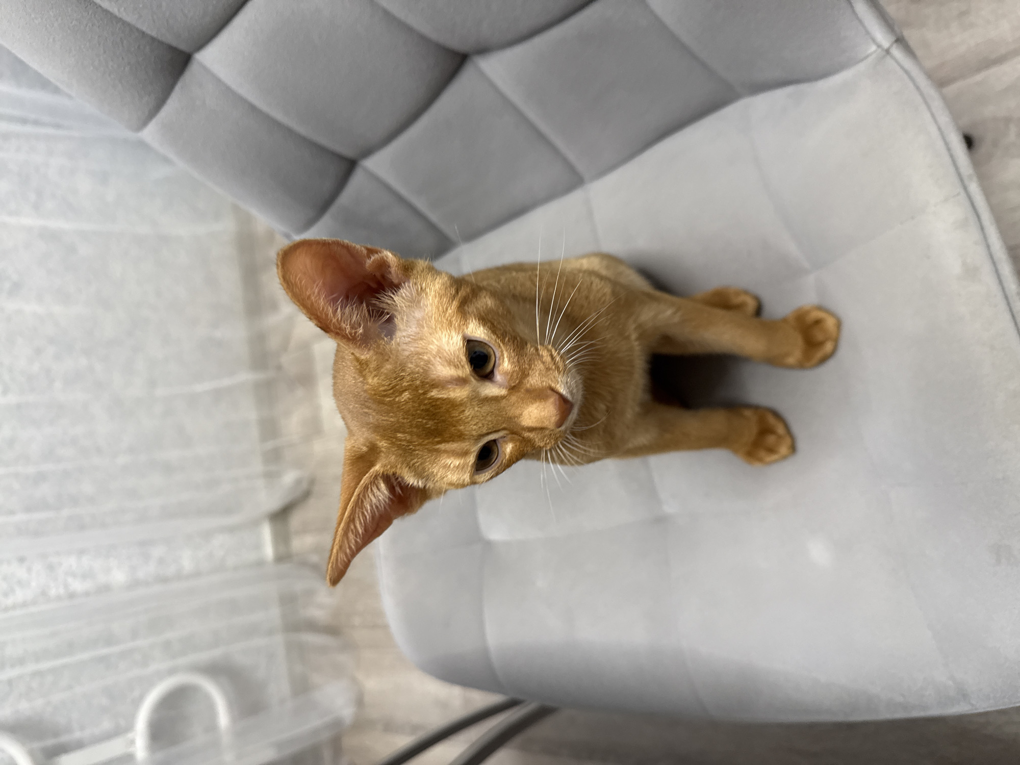 The image shows an Abyssinian kitten sitting on a gray quilted chair in a room. The kitten is a light brown color with large ears and brown eyes. The background is blurred, but appears to be a room with sheer curtains. There is no information available about the location being Stary Oskol, Russia.