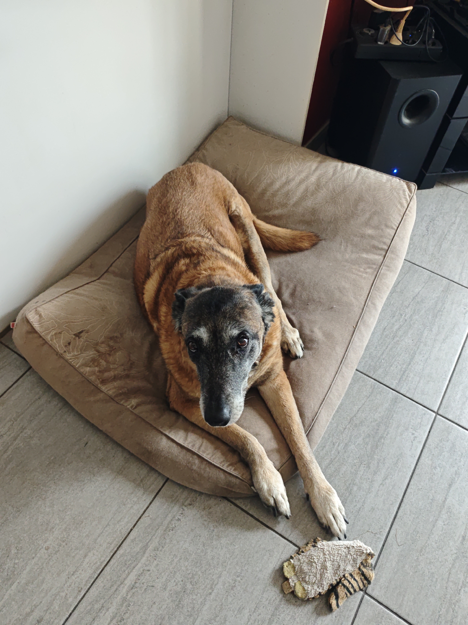 A medium-sized, brown and grey dog rests on a tan dog bed in a room with grey tiled floors. The dog is positioned in the center of the frame, looking directly at the camera. Its front paws extend off the edge of the bed. A torn, stuffed tiger toy is on the floor near the dog's paws. The dog bed is near a white wall in a corner of the room. A black subwoofer and power strip is visible behind the dog bed. The location cannot be confirmed as the city of Boust, France.