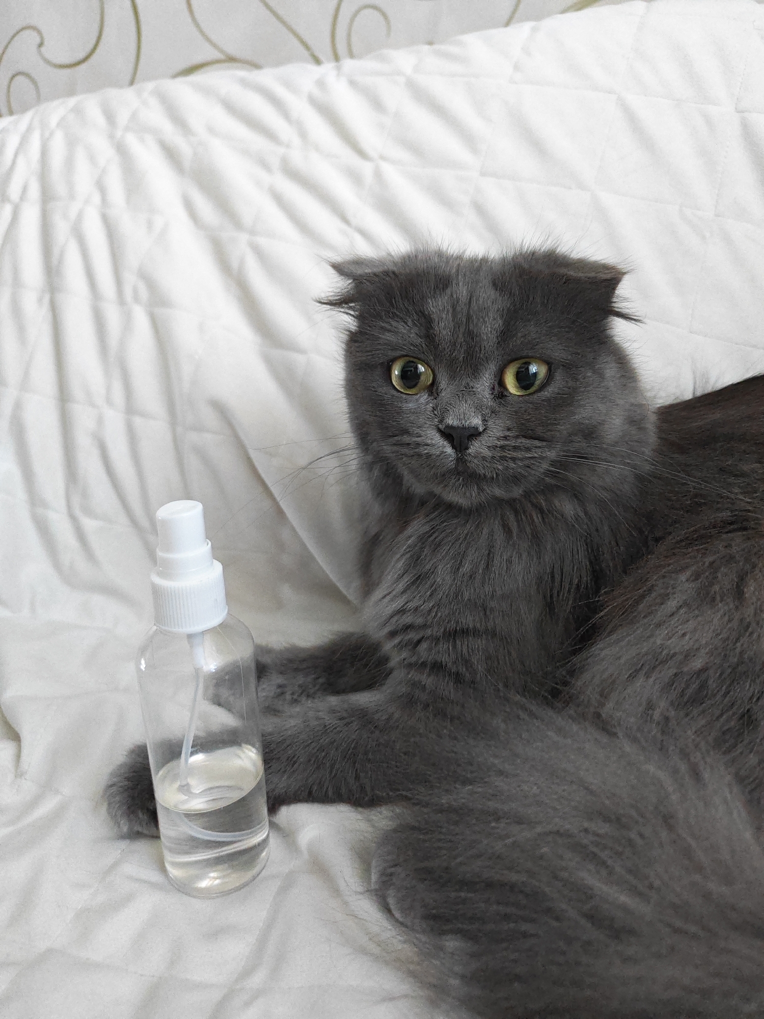 A grey Scottish Fold cat with yellow eyes is lying on a white quilted surface, possibly a bed. A clear plastic spray bottle with a white cap is positioned to the left of the cat. The cat is looking directly at the camera. The background consists of a white quilted surface with some subtle swirling patterns on a lighter surface above it. The lighting appears to be natural, coming from the front and slightly to the left.