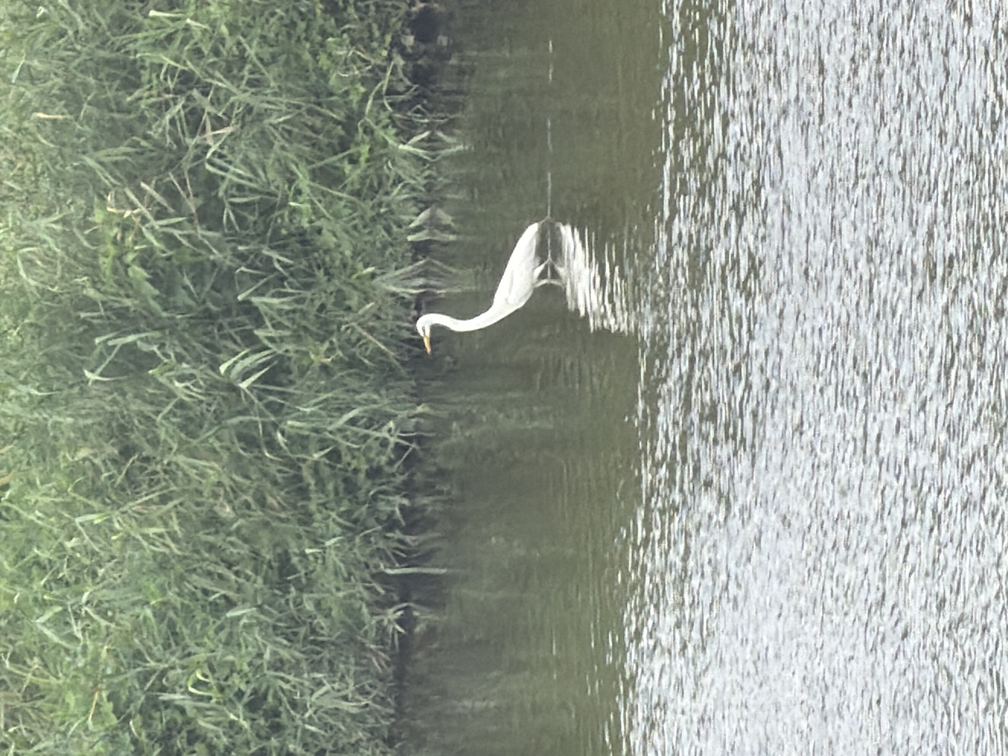 An egret stands in the shallow water of a river. The egret is white with a long neck and a yellow beak. It is facing to the left. The river is surrounded by tall green reeds. The water is calm with ripples on the surface. The background is filled with the reeds, with a hint of overcast sky above. This scene appears to be in a natural setting within or near Dongducheon-si, South Korea, likely a park or nature reserve along a waterway.