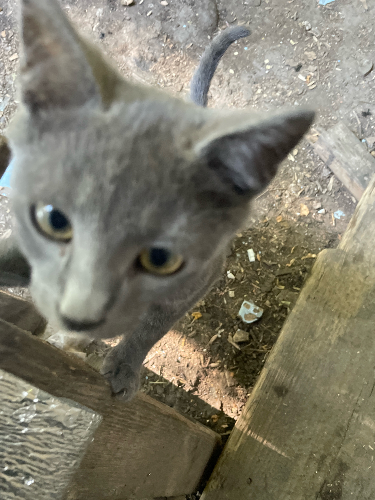 A close-up, overhead, blurry shot captures a grey kitten with large yellow eyes looking directly at the camera. The kitten is perched on a rough wooden surface, with its paw resting on a piece of lumber. The background is out of focus, showing dirt, debris, and more weathered wood. The scene appears to be outdoors, possibly in an alley or a rustic yard. The kitten's tail curves out of frame to the right.