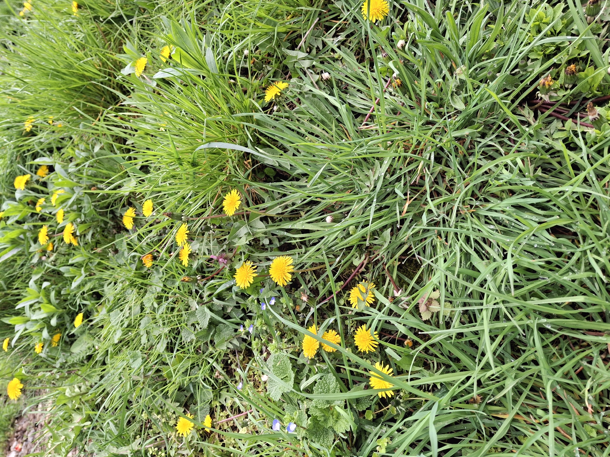 This close-up, high-angle shot captures a vibrant patch of green grass densely populated with numerous yellow dandelions. The scene depicts a natural outdoor setting, likely a field, meadow, or roadside in Zverino, Bulgaria, where wildflowers bloom freely.
The primary subjects are the lush green blades of grass, which vary in length and thickness, covering most of the ground. Interspersed among the grass are bright yellow dandelions, many of which are in full bloom, scattered throughout the frame. Some dandelion flower heads appear to be in various stages of development, including a few that are still closed or starting to go to seed, identifiable by their brown or faded appearance.
Beyond the grass and dandelions, other small, broad-leaved green plants are visible, adding to the diversity of the ground cover. A few tiny, delicate blue flowers, possibly speedwell, can be spotted in the lower-middle and left sections of the image, providing a subtle contrast to the dominant yellow and green. Several blades of grass and leaves bear small, clear droplets of water, suggesting either morning dew or recent rainfall.
No specific activity or event is taking place beyond the natural growth and blooming of these plants. The image is taken during daytime, indicated by the clear, natural lighting. There are no people or man-made objects present, emphasizing the untouched, natural quality of the scene. No visible text is present in the image. The overall impression is one of early spring or summer growth, showcasing the simple beauty of common wild flora.