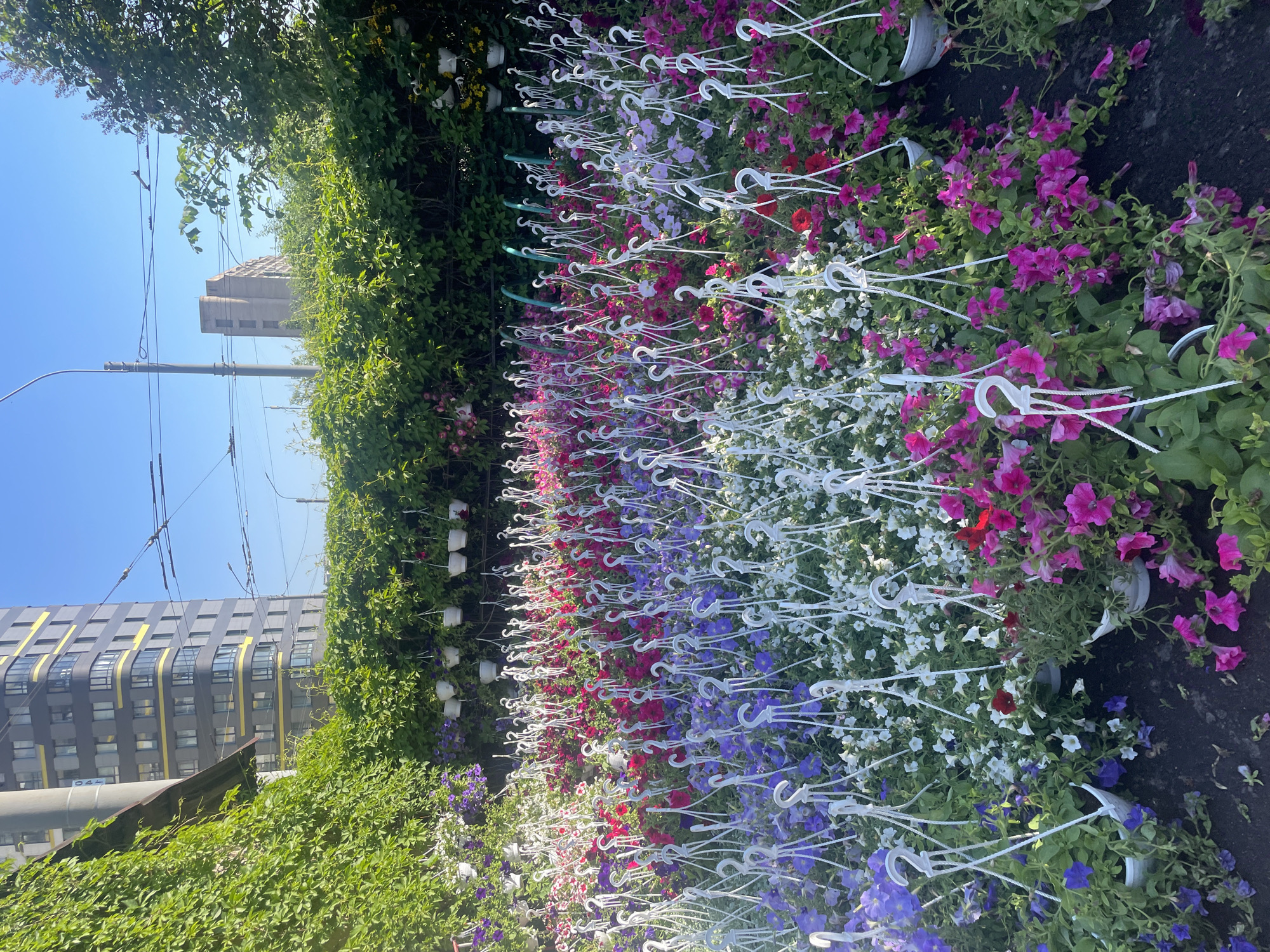 This image captures a vibrant urban scene, dominated by a long, linear display of colorful hanging petunia baskets. The flowers are arranged in distinct sections, showcasing white, purple, red, pink, and magenta blooms, creating a striking gradient effect. Each petunia plant is housed in a white pot suspended by a white plastic hanger.
To the left of the flower display, a dense wall of lush green foliage, likely a climbing vine, forms a natural backdrop. More greenery is visible in the immediate foreground on the left.
In the background, under a clear, bright blue sky, several multi-story buildings rise above the greenery. A tall, grey residential building with multiple windows stands on the far left. Another distinctive building with a lighter, concrete-like facade and angular architecture is visible further in the distance. Utility poles and power lines crisscross the sky, indicative of an active city environment. Another cropped view reveals a modern building with a dark facade, yellow striped accents, and curved windows.
The bright sunlight suggests it is daytime, likely a clear and sunny day. There are no people visible in the image, and no legible text can be identified on any of the structures. The scene depicts a well-maintained and aesthetically pleasing public space, consistent with urban beautification efforts in a city like Saint Petersburg, Russia.