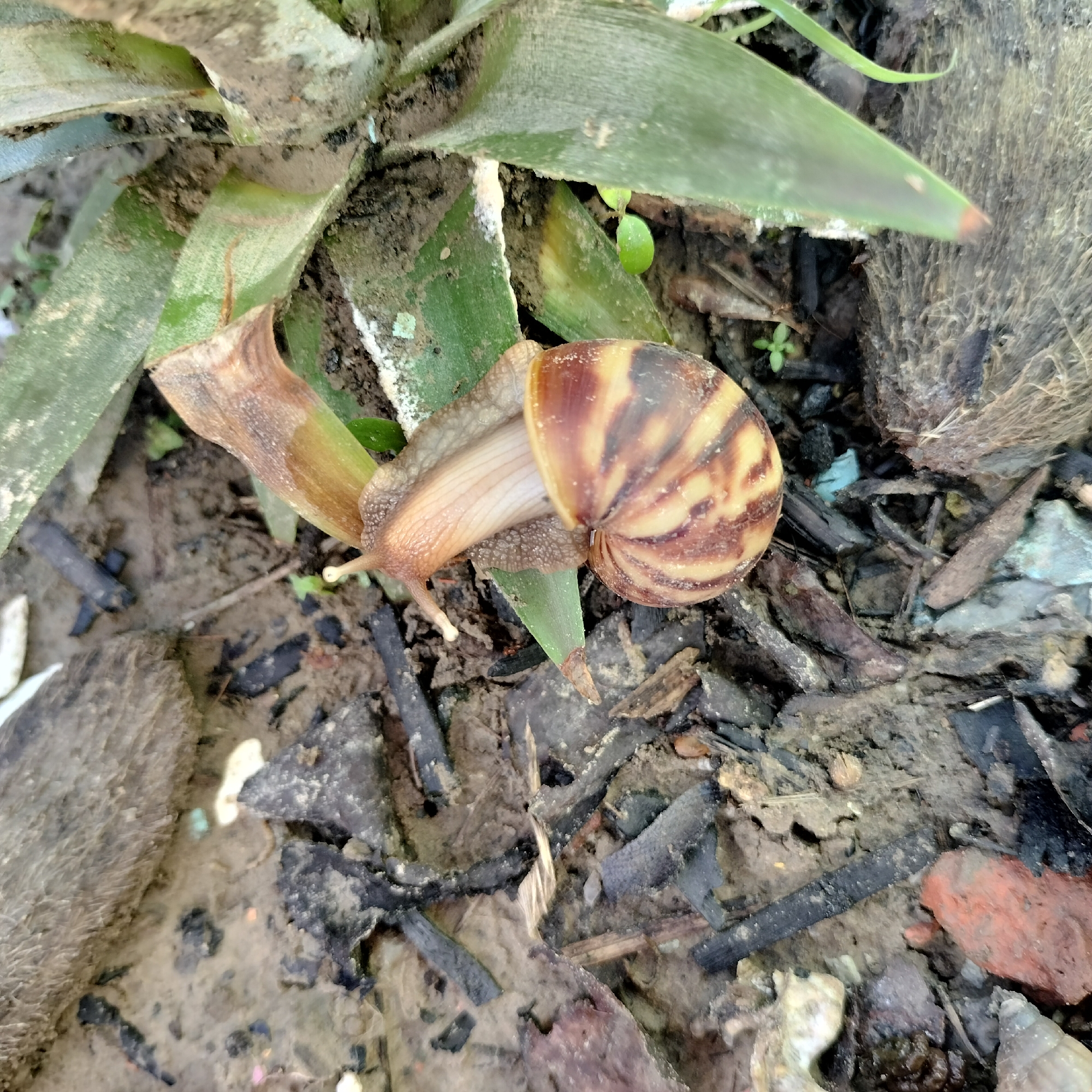 In Zhushan Township, Taiwan, a close-up, overhead view captures a land snail emerging from its shell amidst a natural, earthy environment. The snail, with its distinctive brown and yellow striped shell, has extended its body, revealing its translucent foot and two prominent eye stalks. It appears to be moving across a damp, soil-covered surface, interspersed with fallen leaves and small plant debris. The background consists of the rough texture of what seems to be soil and decaying organic matter, with hints of green foliage from a nearby plant, possibly a pineapple plant due to the leaf shape. The lighting is moderate, casting soft shadows that define the textures of the snail and its surroundings.
