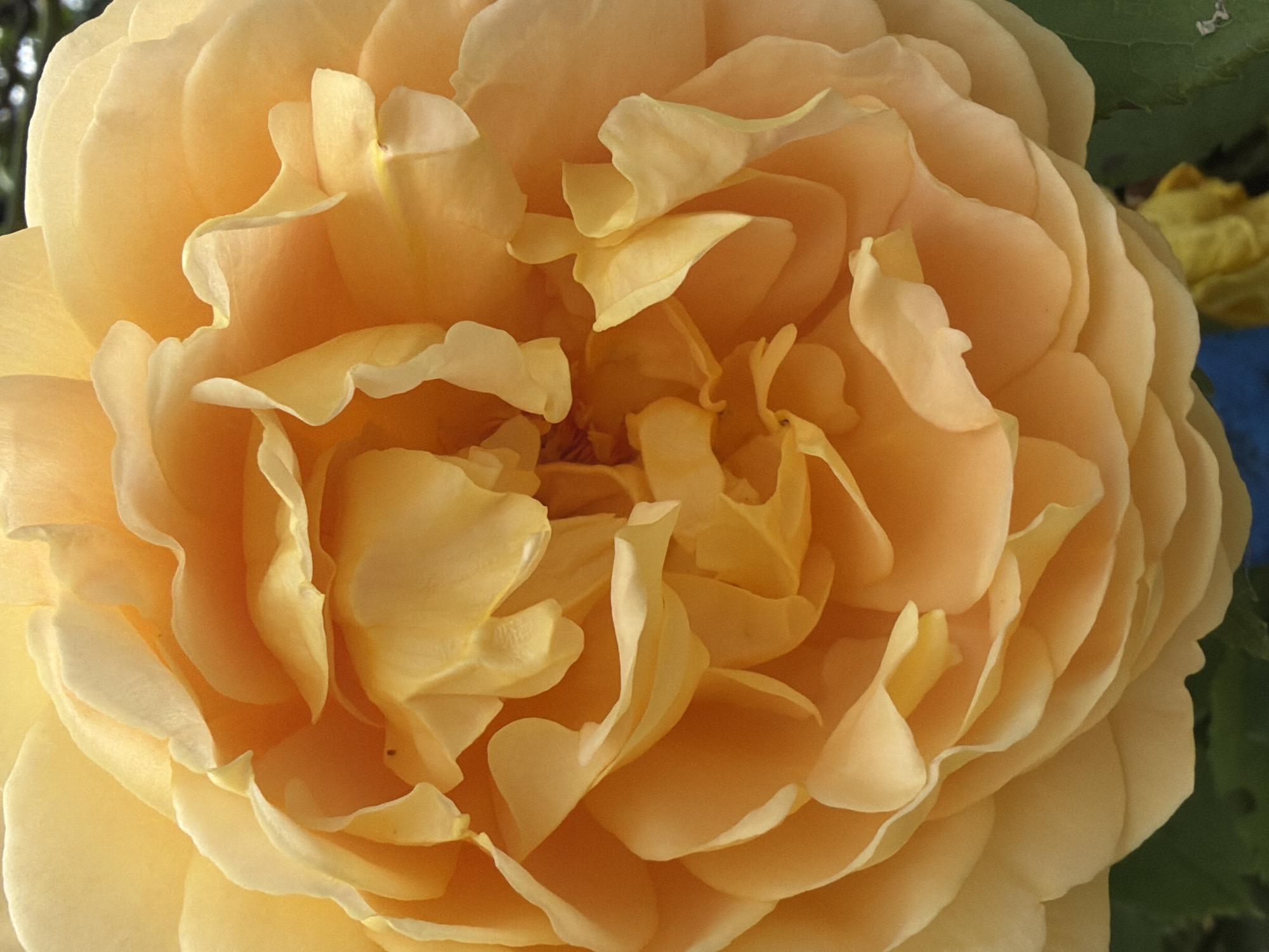 A close-up, overhead shot captures the intricate layers of a pale orange rose in full bloom. The petals are densely packed, with a soft, velvety texture and subtle variations in hue from light yellow to deeper orange. The lighting highlights the curves and folds of the petals, creating a sense of depth and dimension within the bloom. The background is blurred, with hints of green foliage and a darker, out-of-focus area that could be another flower or object. There is no discernible context of a city or specific location.