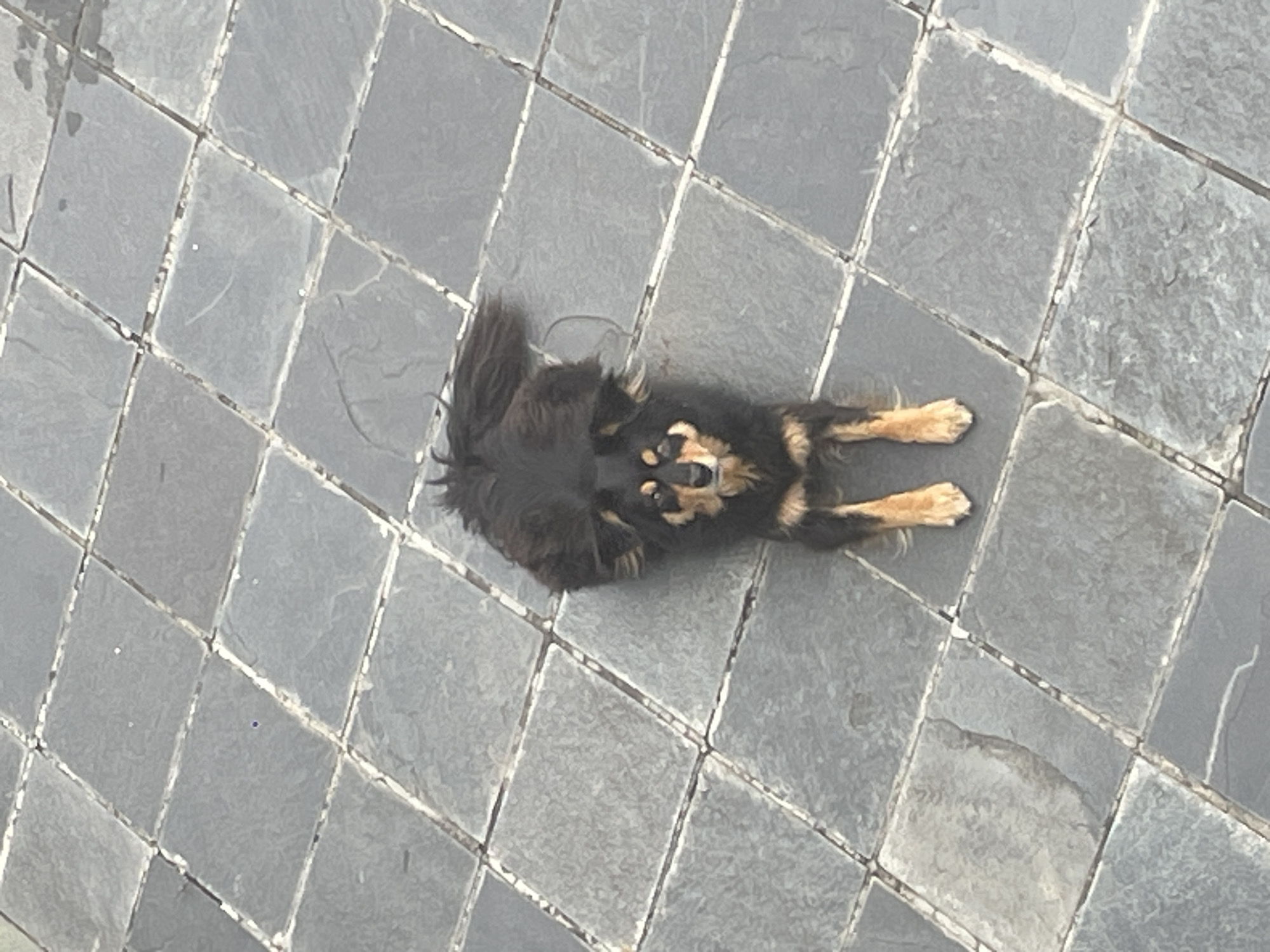 A black and tan medium-sized dog lies on a tiled patio. The dog is facing the camera with its head slightly tilted. The dog's fur is long and appears slightly unkempt. Its eyes are dark and alert, and its ears are perked. The dog's legs are splayed out in front of it. The patio is made of gray square tiles, laid in a diamond pattern. The lighting suggests it is daytime, with some shadows cast by the tiles. The overall scene is one of a domestic animal in an outdoor setting. There is no clear indication of the specific location within the city of Bhagsu, India, beyond the fact that the scene depicts an outdoor patio.