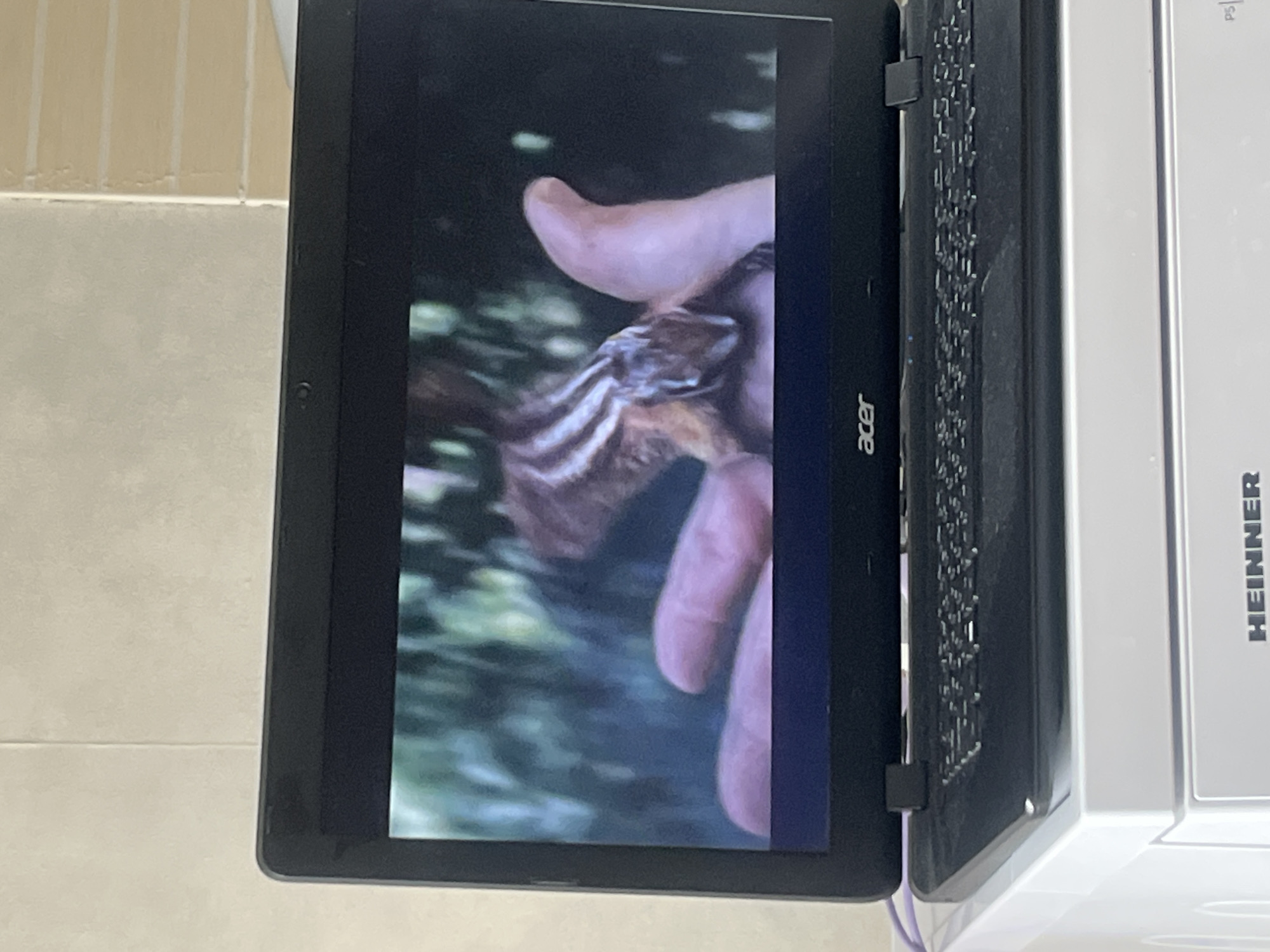 An Acer laptop is open and placed on top of a white appliance, possibly a washing machine with "HEINNER" visible on it. The laptop screen displays an image of a chipmunk perched on a person's hand, set against a blurred green, outdoor background. The laptop's keyboard and webcam are visible. The scene appears to be indoors, with a beige tiled wall in the background. The exact location in Rybnitsa, Moldova cannot be determined from the image.