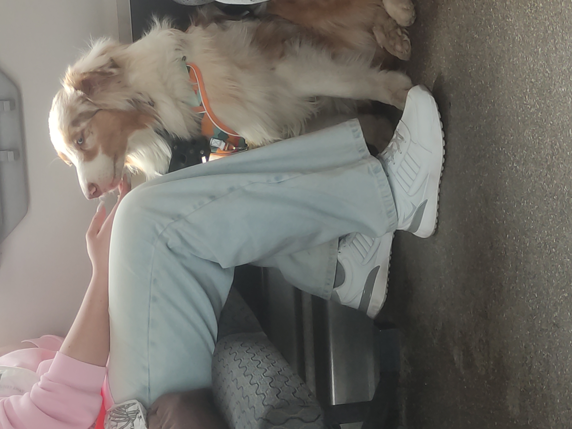 A person is partially visible, seated with their legs extended, wearing light blue pants and a pink long-sleeved top. Their right foot, clad in a white sneaker with gray accents, rests on a dark gray, textured floor. A medium-sized dog with fluffy white, tan, and light brown fur, likely an Australian Shepherd, stands beside the seated person. The dog, wearing an orange and teal patterned harness, has its head lowered towards the person's hand, which is positioned near the dog's snout, suggesting an interaction like petting or offering a treat. The dog has striking blue eyes.
The setting appears to be an indoor space, possibly a vehicle such as a train, bus, or car, given the nature of the floor and a metal panel visible next to the person's leg. Part of a gray patterned bag or cushion is also visible on the seat next to the person. The lighting is bright and even, indicating it is likely daytime. The overall mood suggests a calm moment of companionship between the dog and its owner. No text is visible in the image.