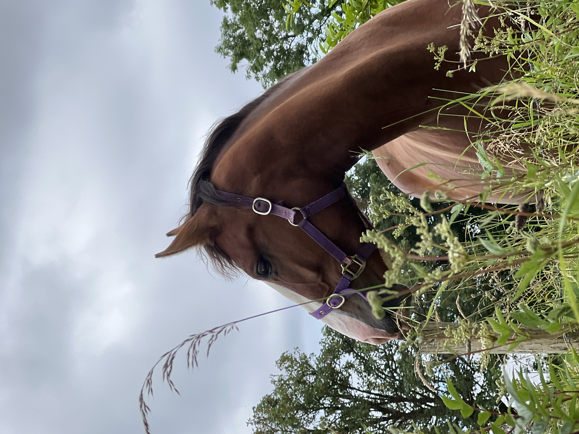A medium shot, eye-level, outdoor portrait of a brown horse wearing a purple halter. The horse is facing left, with its head turned slightly towards the camera. Its mane is dark brown and its tail is not visible. The horse is standing in a field of green grass and wildflowers, with a wooden fence post in the foreground. In the background, there are trees and a cloudy sky. The location is Mountcharles, Ireland.