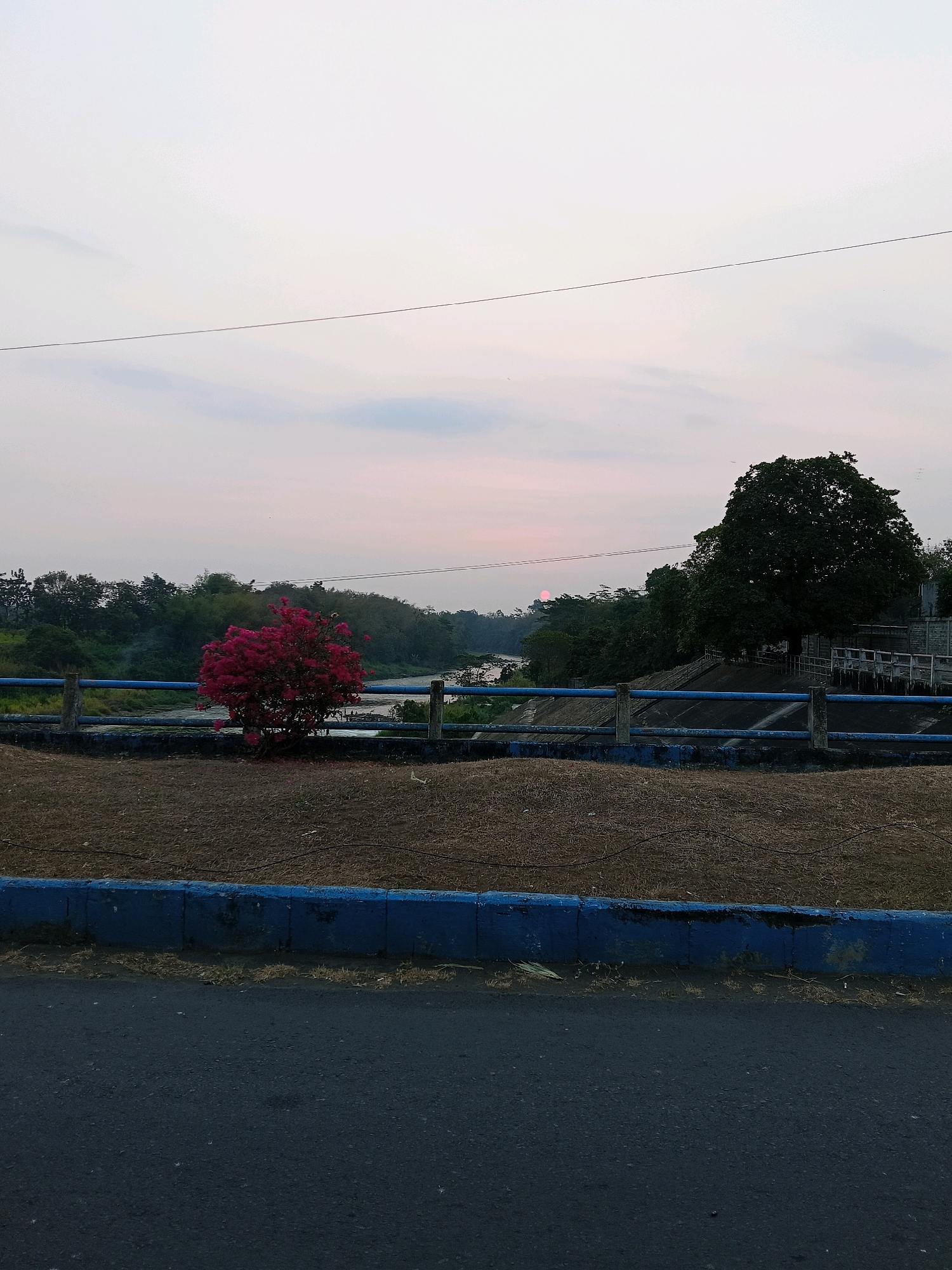 The image captures a serene river landscape in Gogodeso, Indonesia, during what appears to be either dawn or dusk. In the foreground, a dark asphalt road runs horizontally, bordered by a raised concrete curb painted a vibrant blue. Beyond the curb, a patch of dry, brown ground is covered with scattered husks or straw. A blue metal railing, supported by concrete posts, separates this area from a slightly elevated concrete embankment.
To the left, a striking bougainvillea bush, laden with vibrant pink flowers, stands out against the muted tones of the environment. Behind it, a gentle river flows, reflecting the soft, pale sky. The riverbanks are lined with lush green trees and vegetation, creating a verdant backdrop. In the distance, a large, dark green tree dominates the right side of the frame, its dense foliage contrasting with the lighter sky. Several power lines stretch across the upper portion of the image. The sky itself is a canvas of soft pastels, with hints of pink and grey clouds, suggesting the sun is low on the horizon, possibly peeking through the distant trees. No people are visible in the scene.