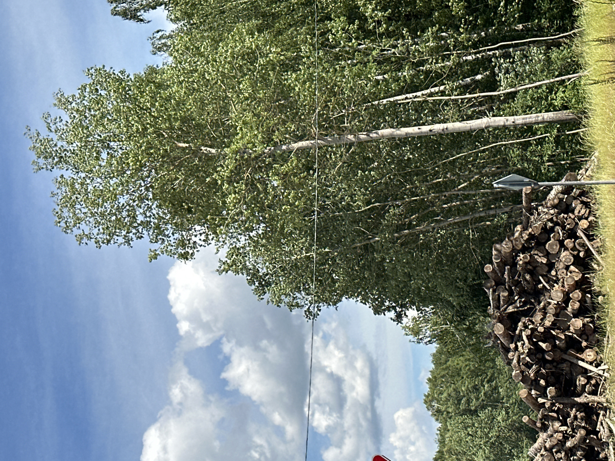 The image depicts a rural scene, likely in Lukovnya, Russia, on a clear day with fluffy white clouds against a bright blue sky. Dominating the frame are tall, leafy trees, their branches reaching upwards and outwards, creating a dense canopy of green. The trees are planted in a row, suggesting an orchard or a planted forest.
In the foreground, to the right of the image, is a large pile of cut logs. The logs are of varying sizes and have been neatly stacked, indicating recent logging activity or preparation for firewood. A triangular signpost is visible near the top of the log pile, its purpose unclear from the image alone. A thin wire stretches across the scene, possibly a power line or a telephone wire, further suggesting a populated or developed area.
The lighting indicates it is daytime, likely mid-morning or afternoon, with the sun casting a bright glow on the leaves and logs. The overall atmosphere is peaceful and serene, characteristic of a countryside setting. There is no visible text in the image. The image's orientation is rotated, showing the sky in the lower left quadrant and the trees and logs in the upper right.