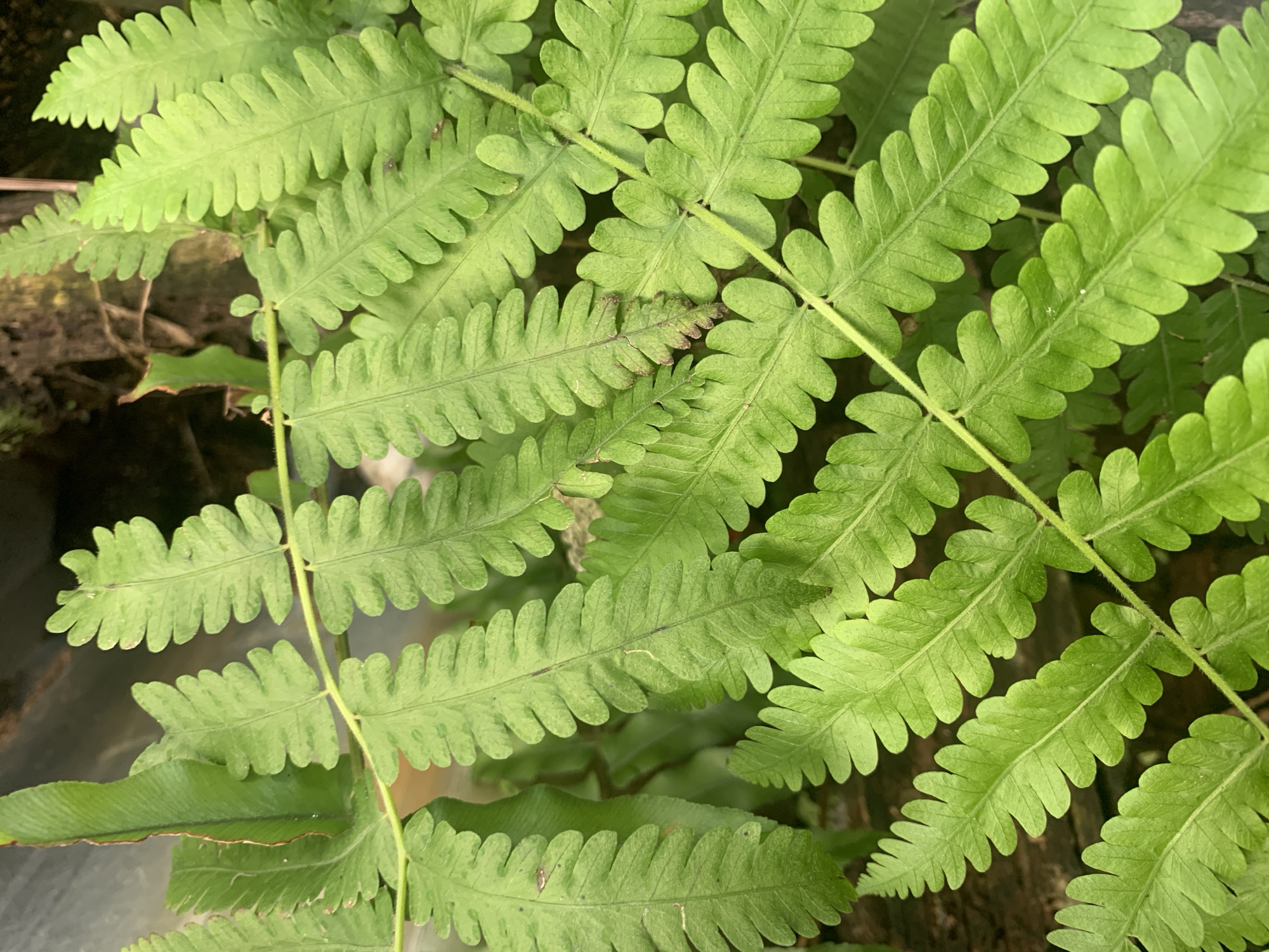A close-up, overhead shot captures a cluster of vibrant green fern fronds, their segmented leaves fanning out. The light illuminates the delicate veins and serrated edges of each leaflet. The background is a soft blur of darker greens and browns, suggesting a natural, shaded environment. The specific location in Kuala Pembuang, Indonesia, is not discernible from the visual information provided in the image.