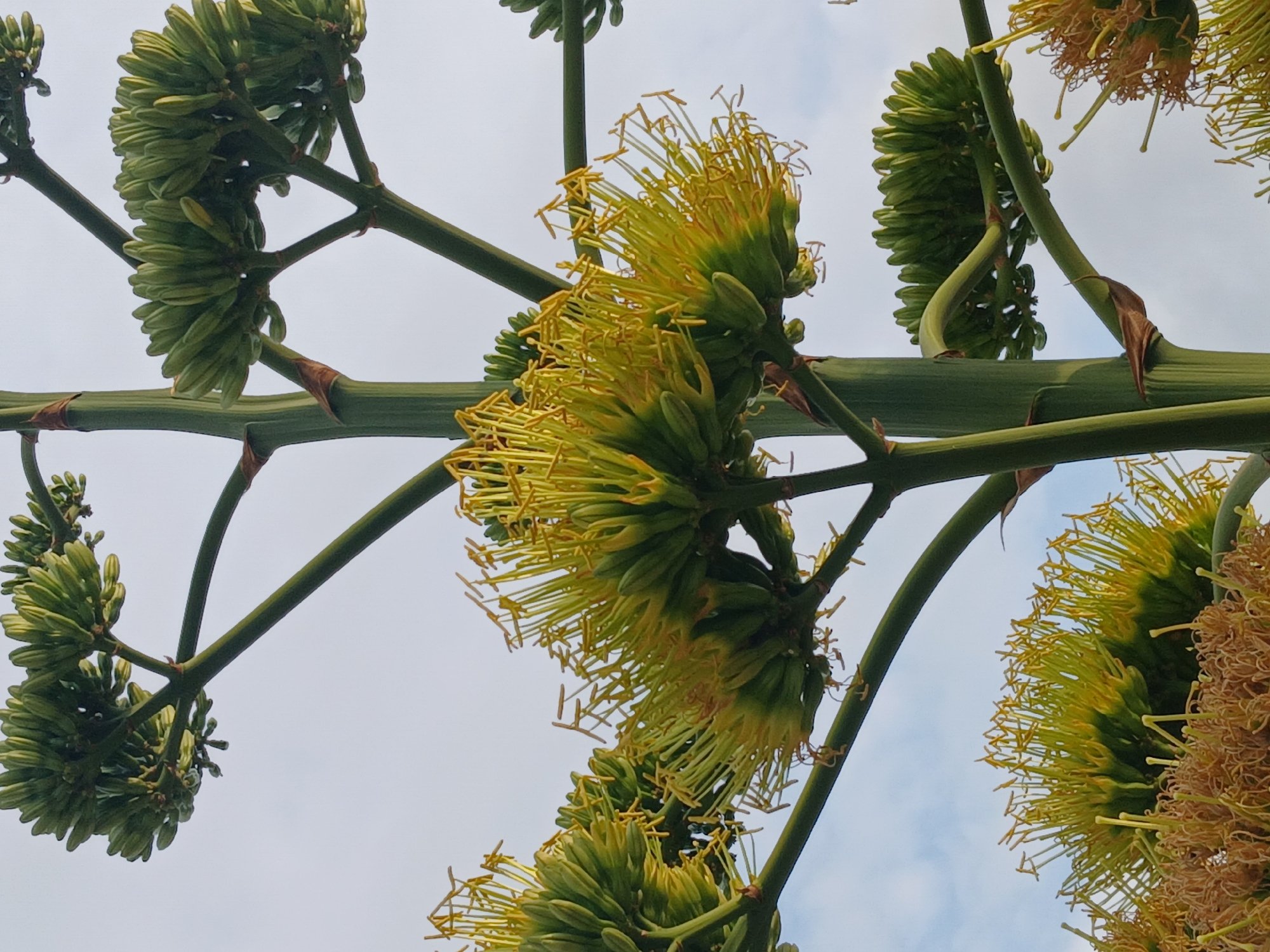 The image shows a flowering agave plant against a light sky, likely taken in Guayana City, Venezuela. The plant has a tall, green stalk with clusters of buds and flowers branching off. Some flowers are still green and compact, while others have opened, revealing long, yellow stamens. The sky in the background is pale with faint clouds.