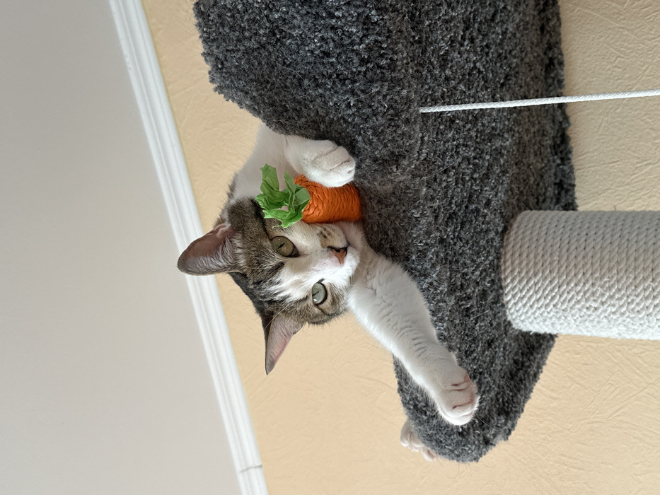 An upward-angled, close-up indoor photograph depicts a domestic short-haired cat resting on a multi-level cat tree. The cat, exhibiting white fur with brown and grey tabby markings and green eyes, is positioned with its chin resting on the dark grey, carpeted edge of the cat tree's upper platform. Its right front paw holds an orange, carrot-shaped toy with green fabric leaves, while its left front paw is extended forward, resting on the platform. A light-colored, rope-wrapped post supports the platform, and a thin white string hangs from the platform's underside on the right. The background consists of a light peach-colored wall topped by a white ceiling featuring decorative molding. The scene is located in a residence in Krasnoyarsk, Russia.