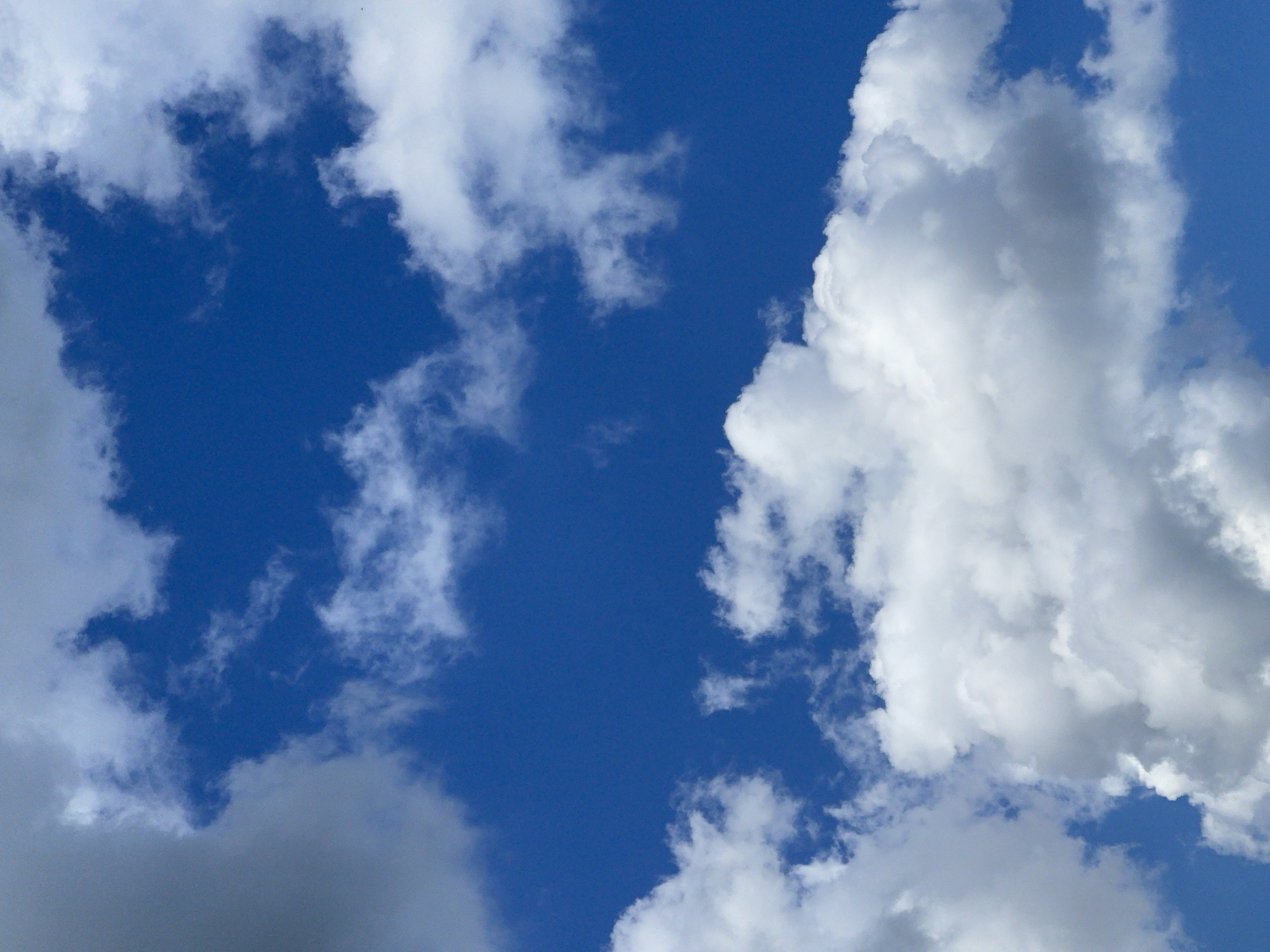 The image is a vertical shot of a bright blue sky filled with scattered white and gray clouds. The clouds vary in density and texture, with some appearing wispy and others more voluminous and defined. The lighting suggests it is daytime, with the sun illuminating the clouds from above. There are no people, animals, buildings, or any other objects visible in the frame. The scene depicts a natural skyscape without any urban elements. The location of Zelenogradsk, Russia, is irrelevant to the visual content of the image.