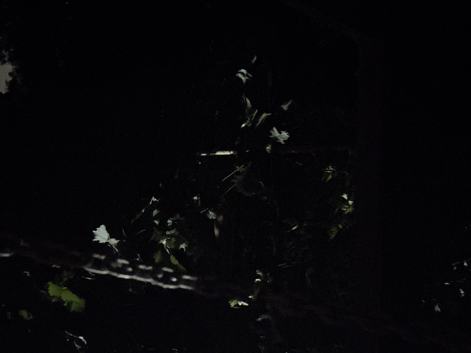 The image depicts a dark, natural outdoor scene with some faint lighting. Visible elements include foliage and what appears to be a vertically oriented, light-colored object or structure on the right side of the frame. The background is predominantly black, indicating a low-light or nighttime setting. There are no discernible people or specific urban features to identify the location within the city of Vostok, Kyrgyzstan. The overall impression is one of natural elements in a dark environment.