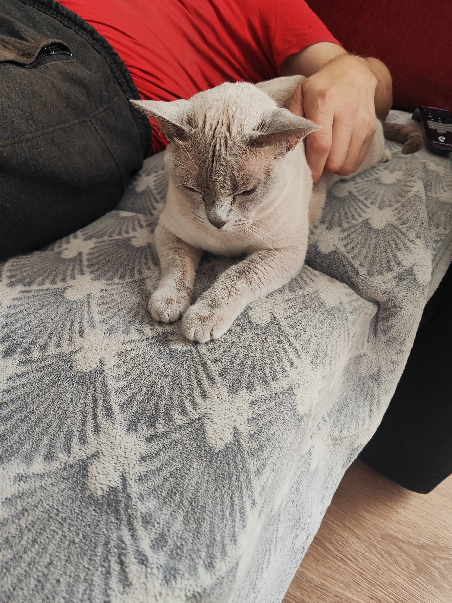 The image shows a light-colored cat with tabby markings on its face and ears, lying on a grey blanket with a leaf pattern. The cat's eyes are closed, and its front paws are crossed. A person's hand is visible, gently stroking the cat's back. The person is wearing a red shirt and dark pants. A black object, possibly a remote control, is on the blanket to the right of the cat. The background consists of a wooden floor and a dark surface. The image does not provide any information about the location in the city of Gvardeysk, Russia.