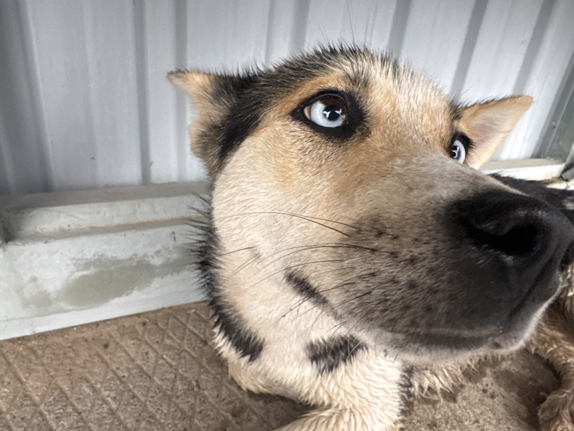 A close-up, eye-level shot features the head and upper body of a dog, likely a Husky mix, with striking light blue eyes. The dog's fur is a combination of tan, black, and white markings, appearing wet and somewhat spiky, suggesting it has recently been in water or had a bath. Its head is slightly tilted, and it looks to the right side of the frame with a curious and alert expression. The dog's dark nose and prominent whiskers are visible on the right.
The background consists of a light grey, corrugated metal wall running horizontally across the upper portion of the image, possibly part of a shed or enclosure. Below the wall, there's a textured, brownish-grey ground surface, possibly concrete or packed earth, with some visible wet patches. The setting appears to be an outdoor or semi-outdoor space in Mozhga, Russia, captured during daylight hours. No text is visible in the image.