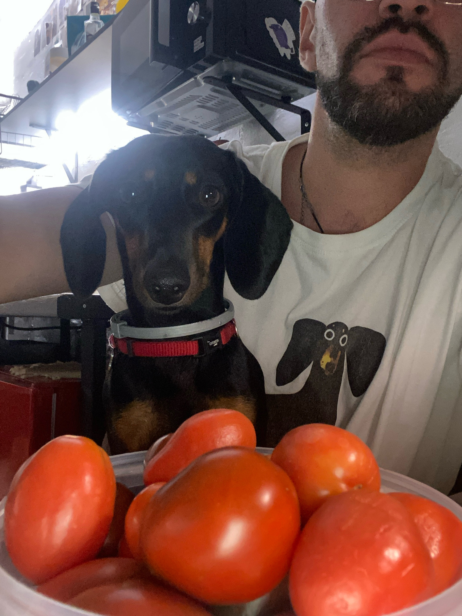 The image is a selfie taken indoors, likely in a kitchen or living area. A person, partially visible from the chest up, is holding a black and tan dachshund puppy. The person is wearing a white t-shirt with a graphic of a dachshund on it. In the foreground, a clear plastic container holds several ripe, red tomatoes. The background is cluttered with shelves and items, suggesting a home environment. There is no indication of the city of Zarechny, Russia, or any specific location.